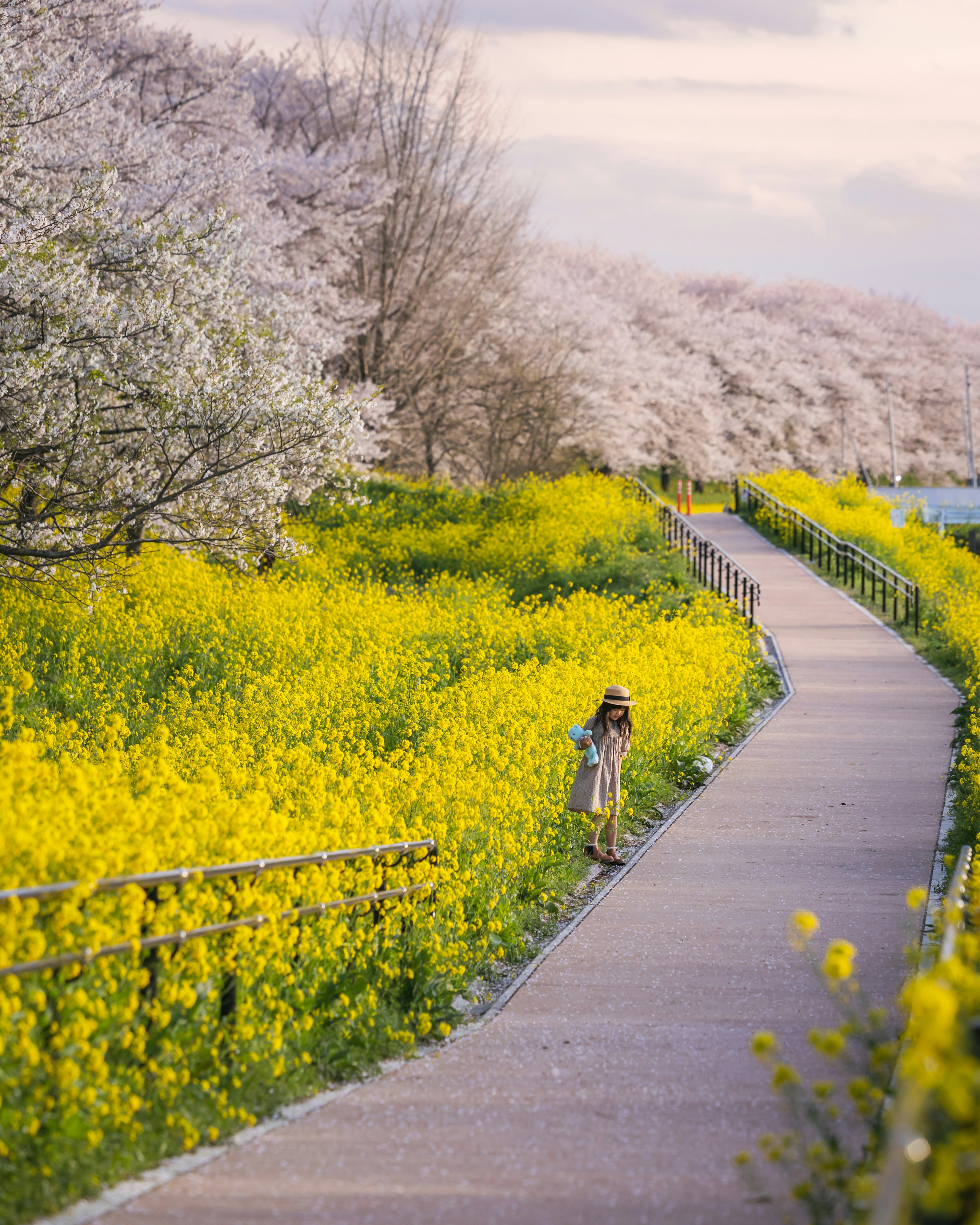 黄色い花が咲く道を歩く女性と桜の木