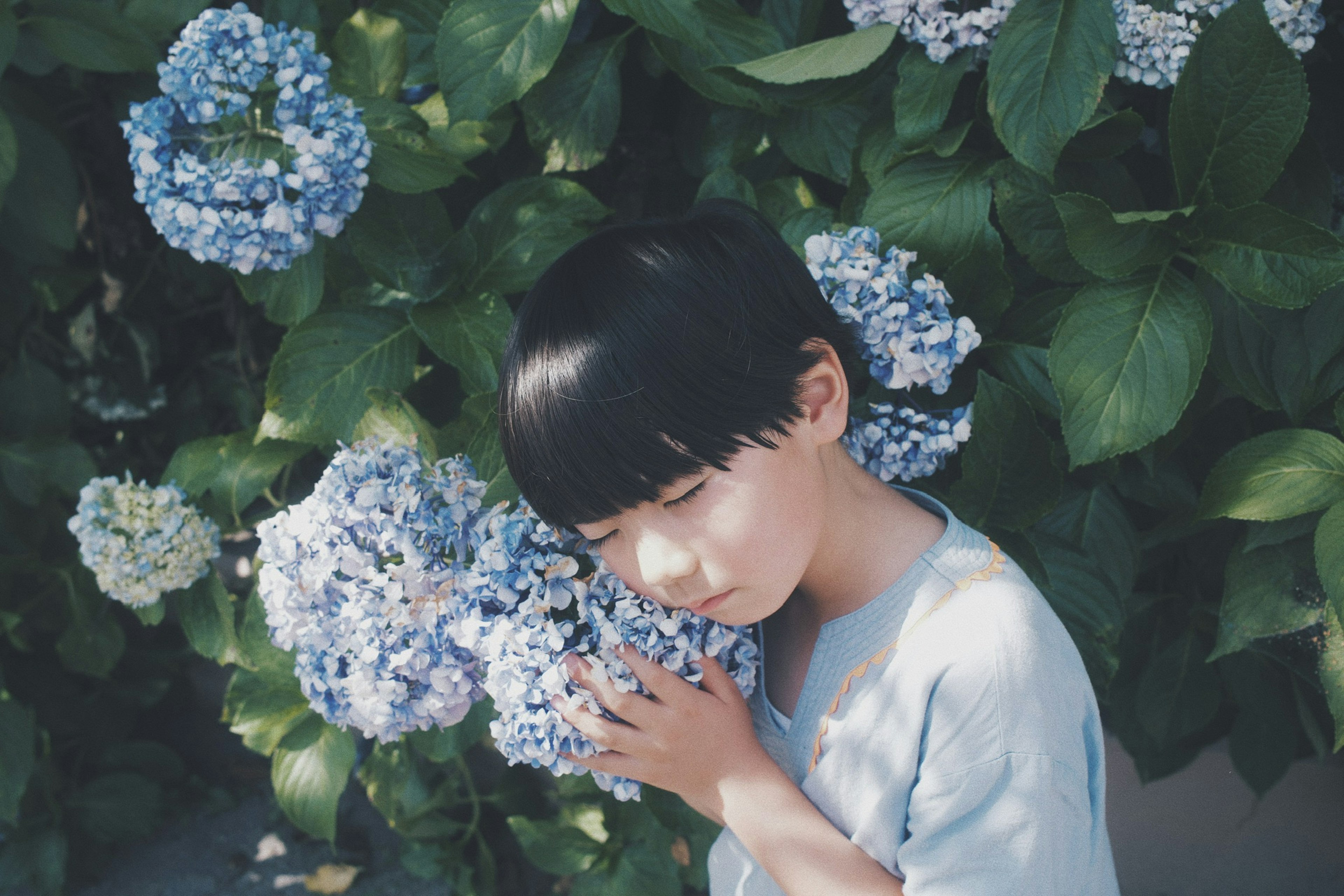 Child embracing blue hydrangea flowers in a garden