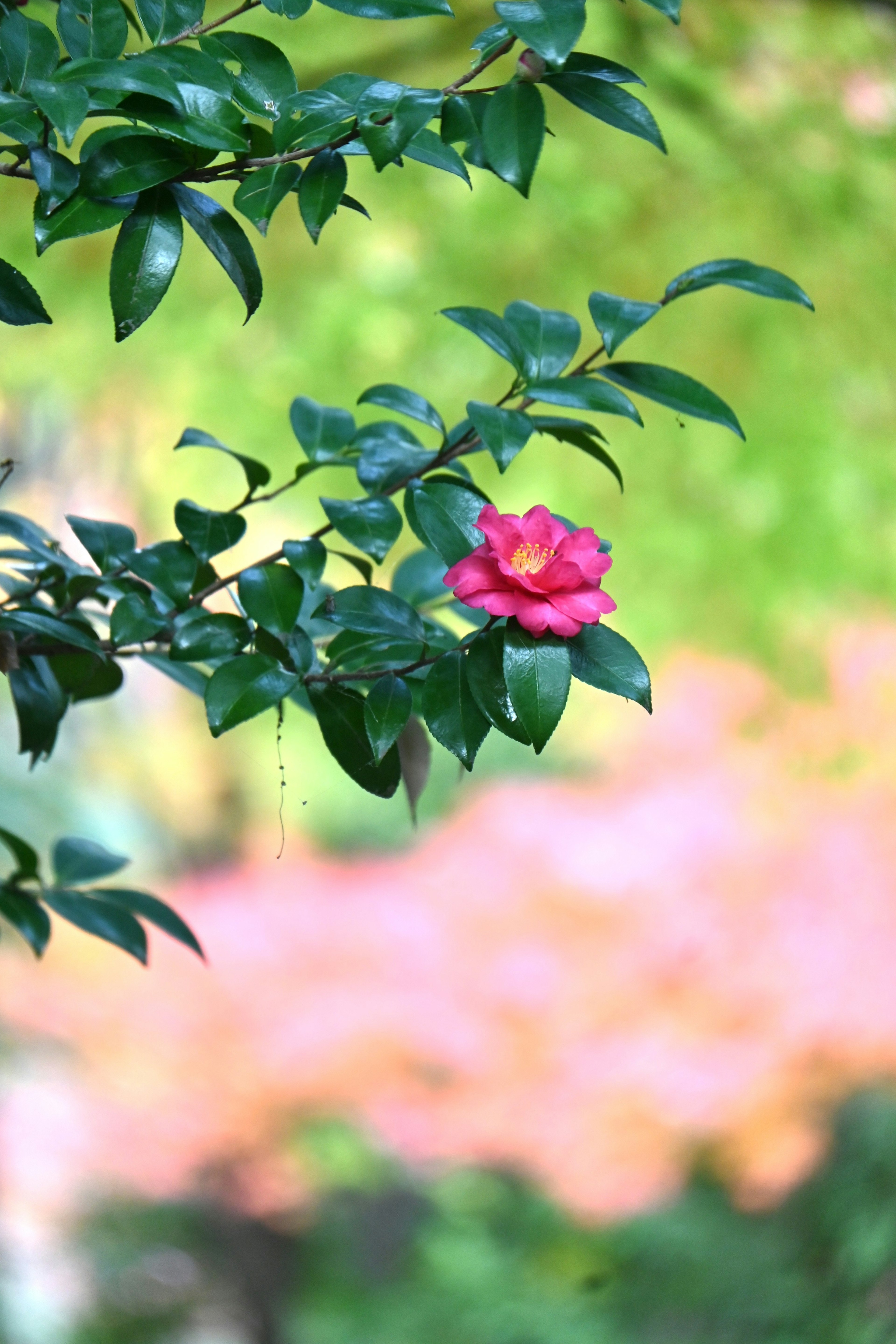 A pink camellia flower blooming among green leaves with a soft background