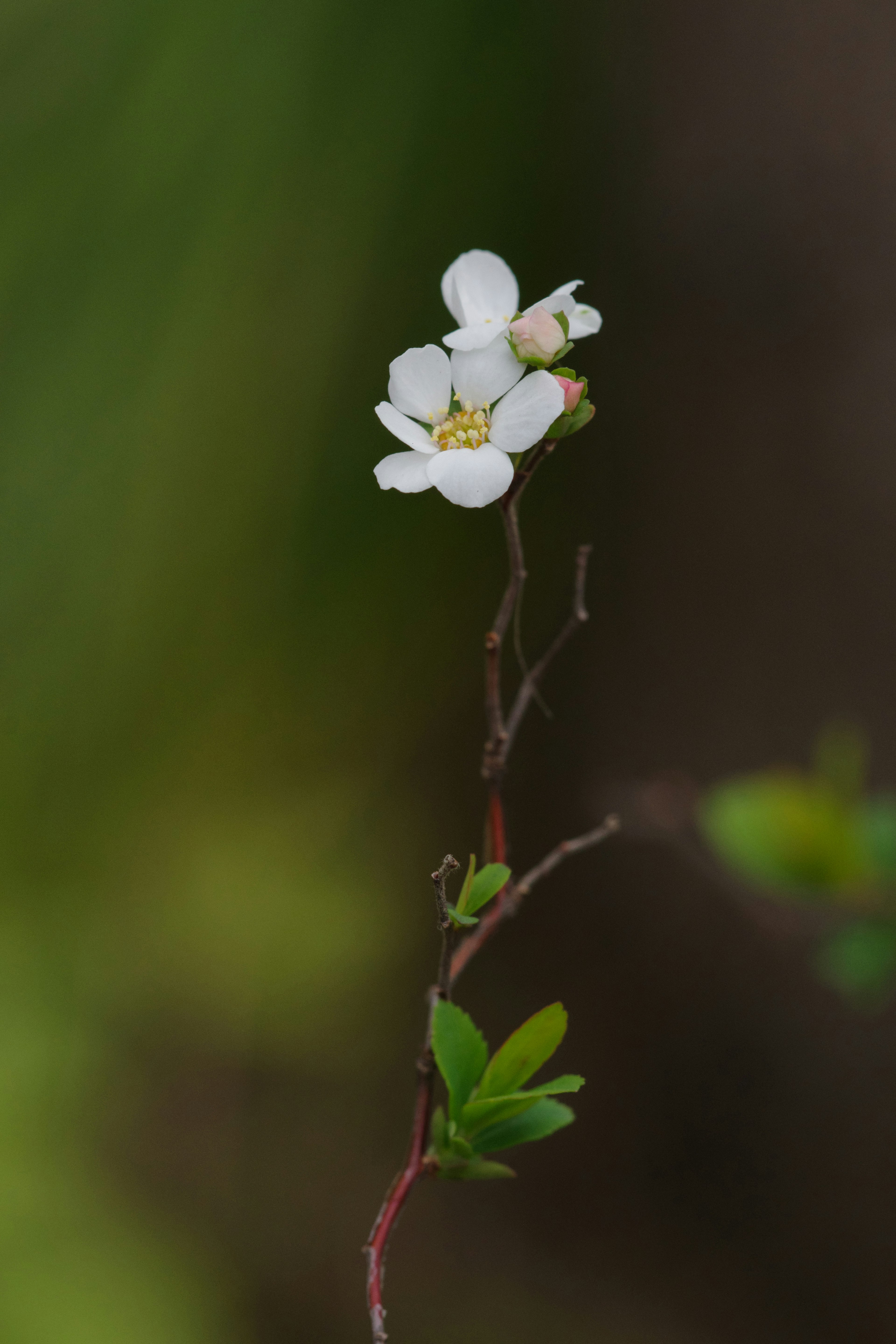 白い花を持つ小さな枝のクローズアップ緑の背景