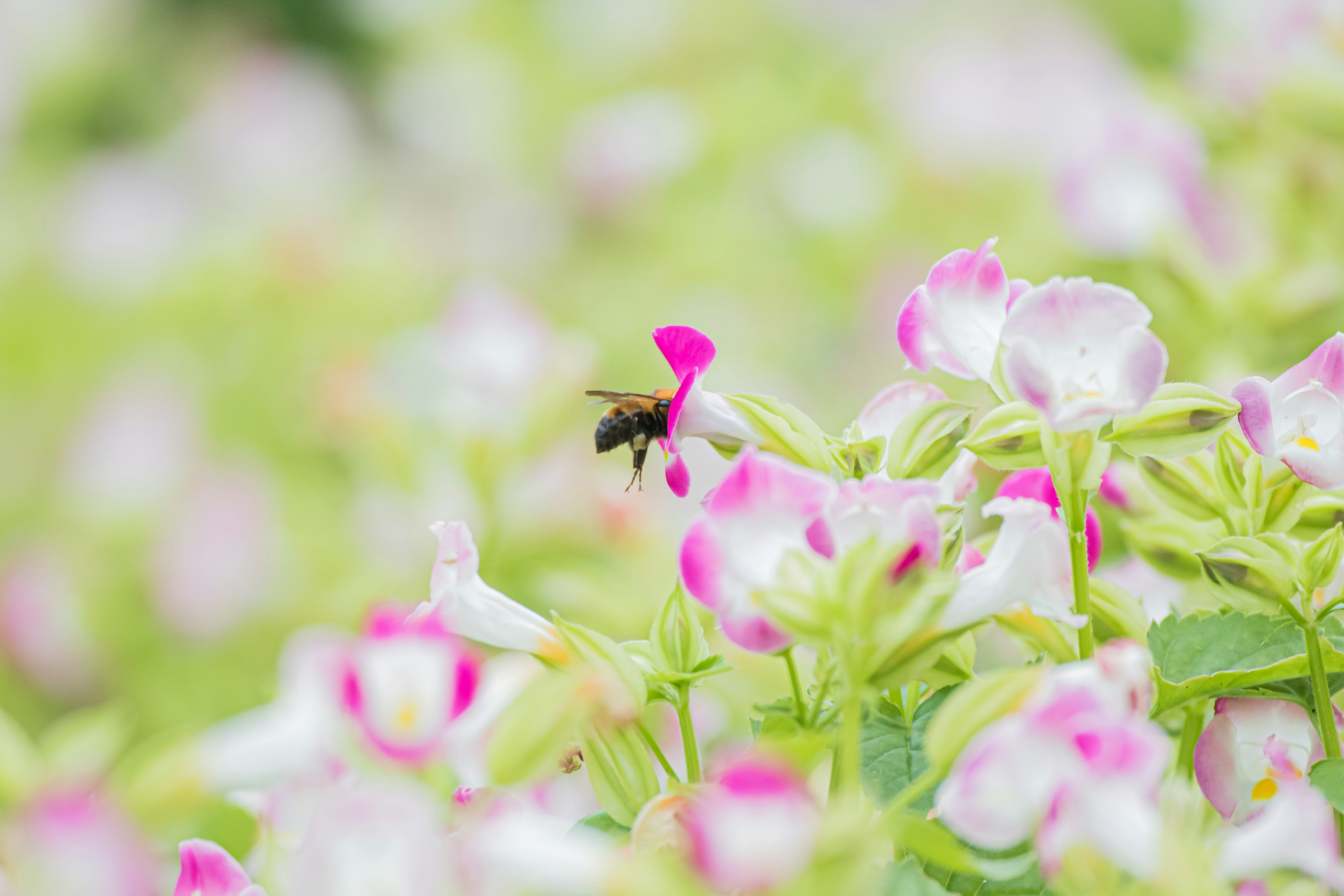 Eine schöne Szene von Blumen und einer Biene, die koexistieren