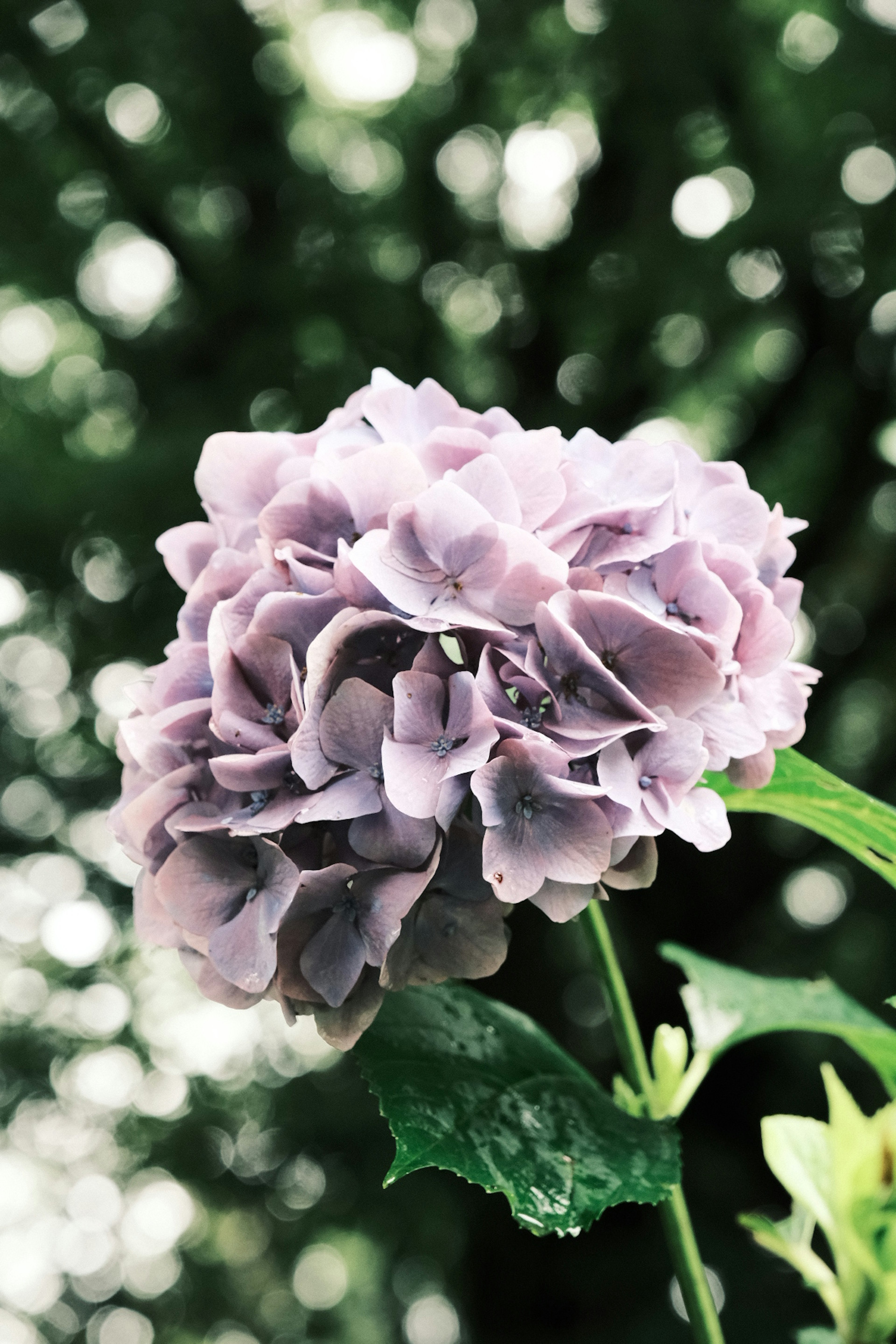 Una flor morada floreciendo contra un fondo verde