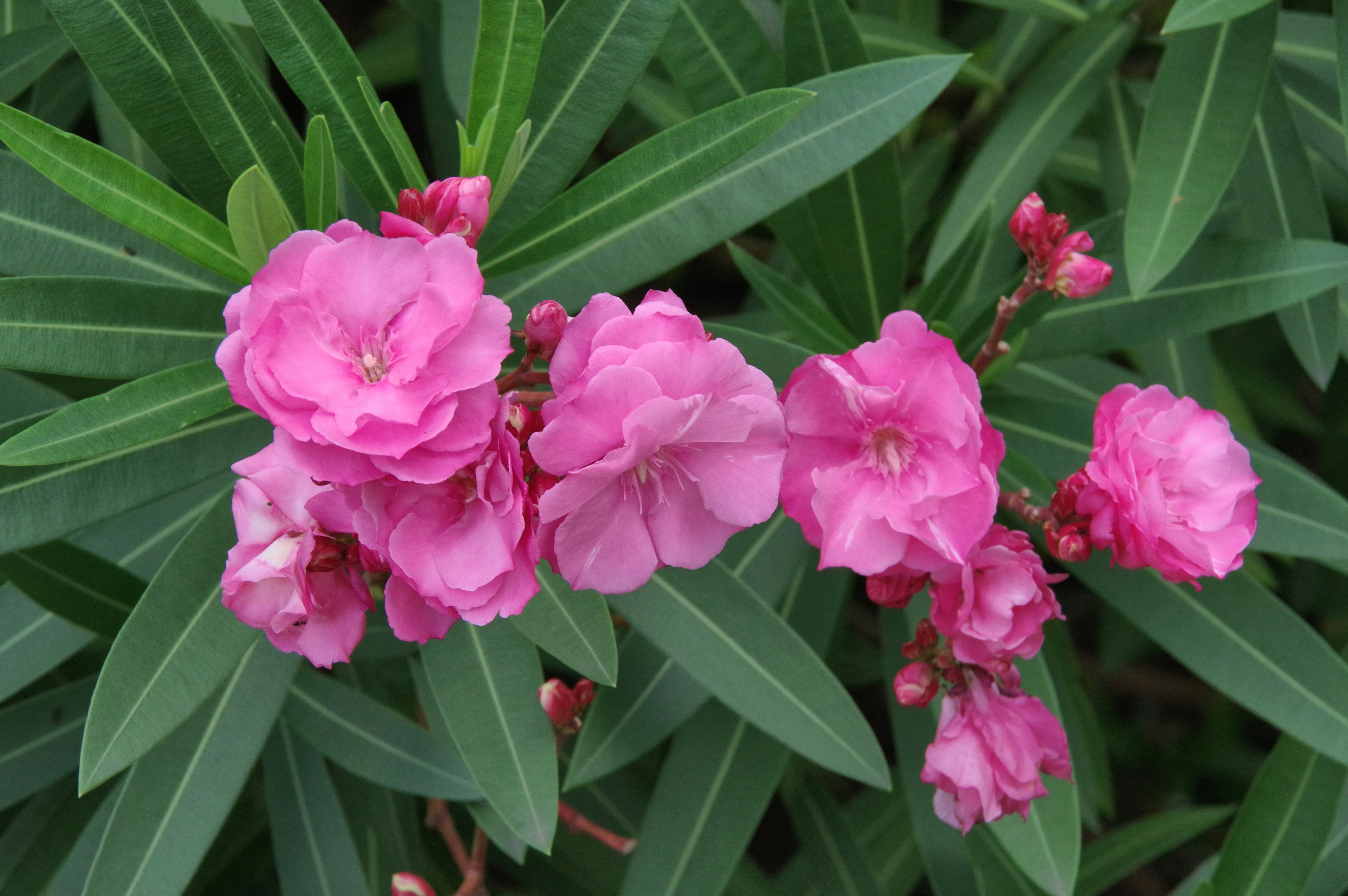 Fiori rosa vivaci che sbocciano tra foglie verdi