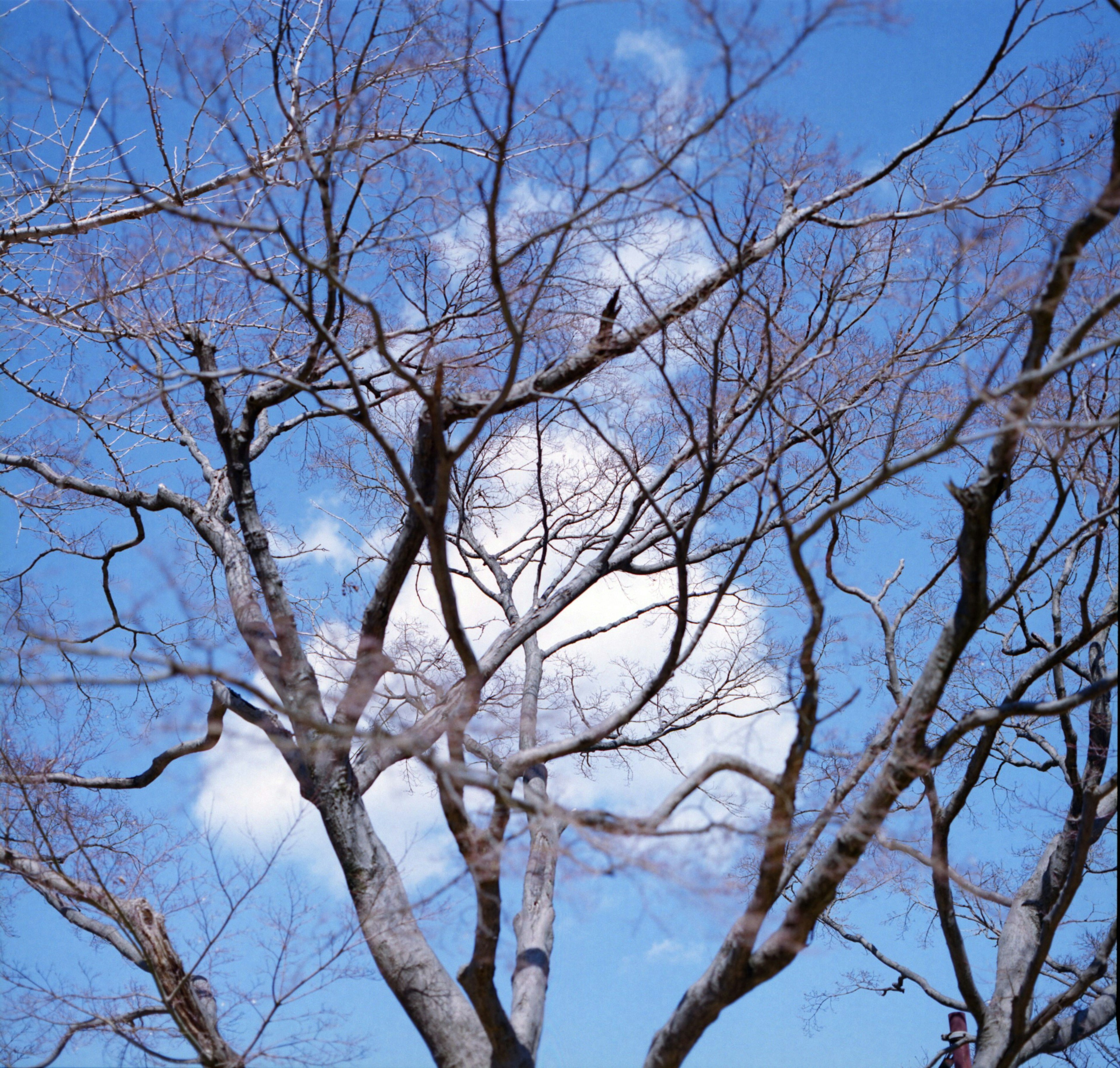 Silueta de un árbol con ramas contra un cielo azul