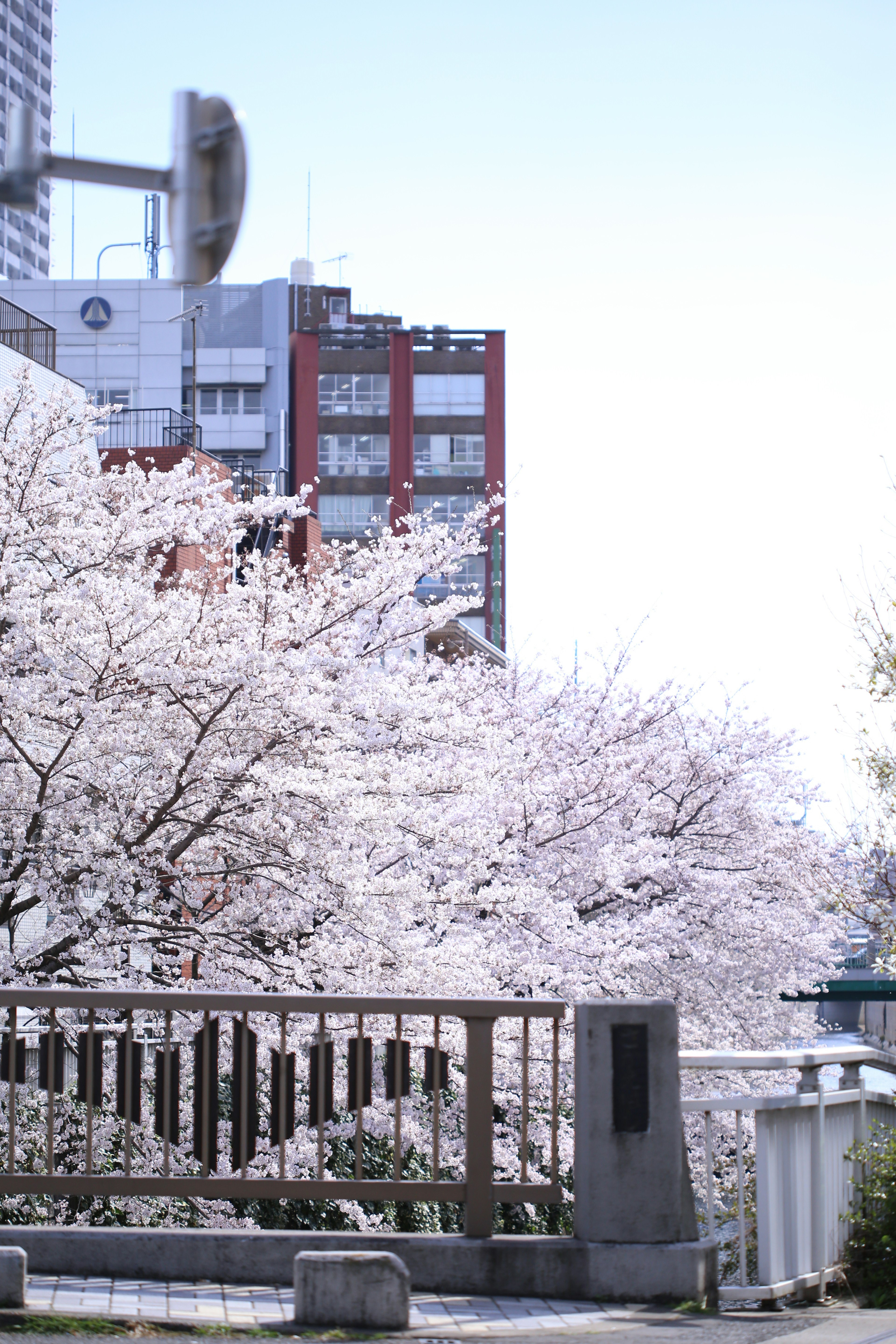 Cherry blossom trees in bloom with urban buildings in the background