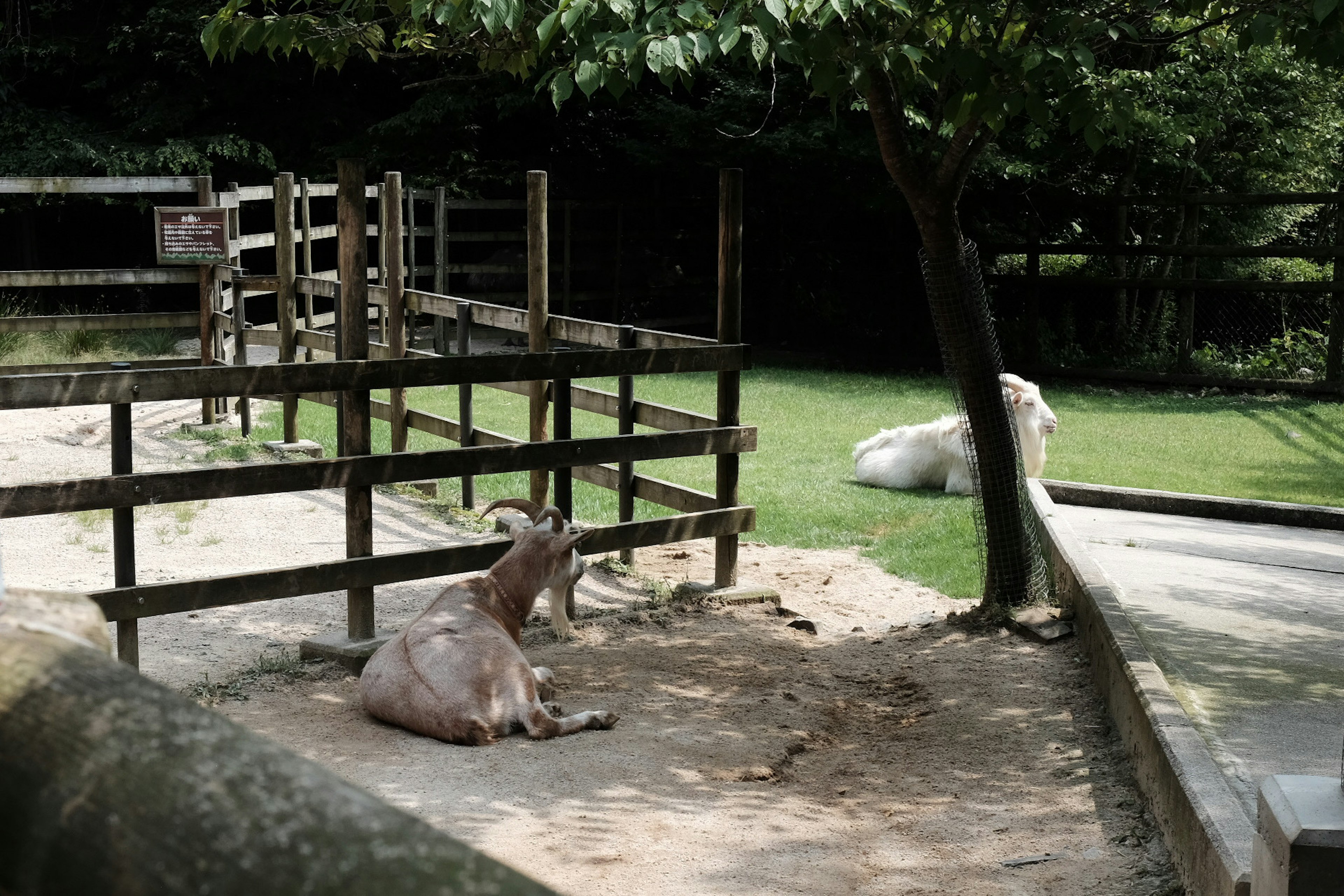 Pemandangan seekor kambing yang beristirahat dan anjing putih di kandang kebun binatang