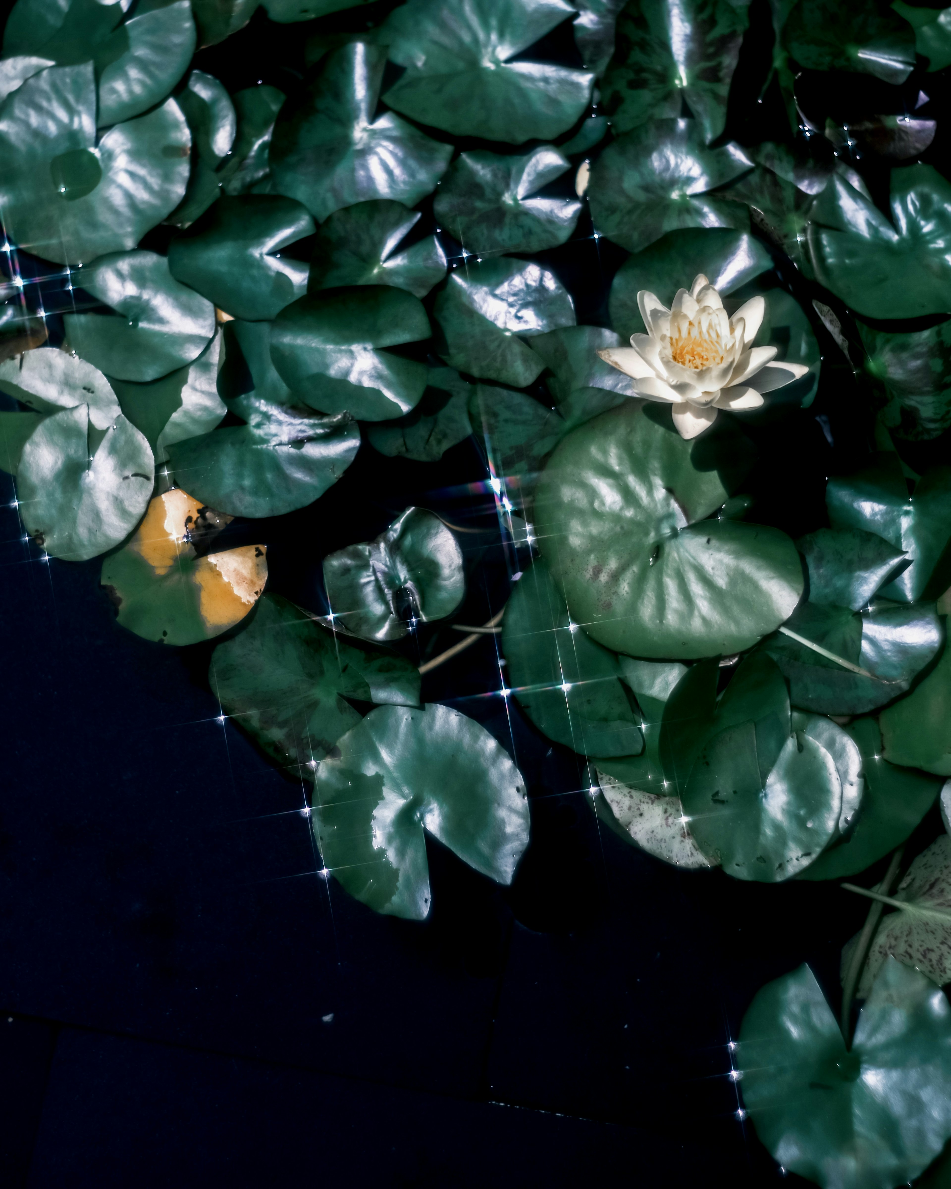 Green lily pads with a white flower floating on water