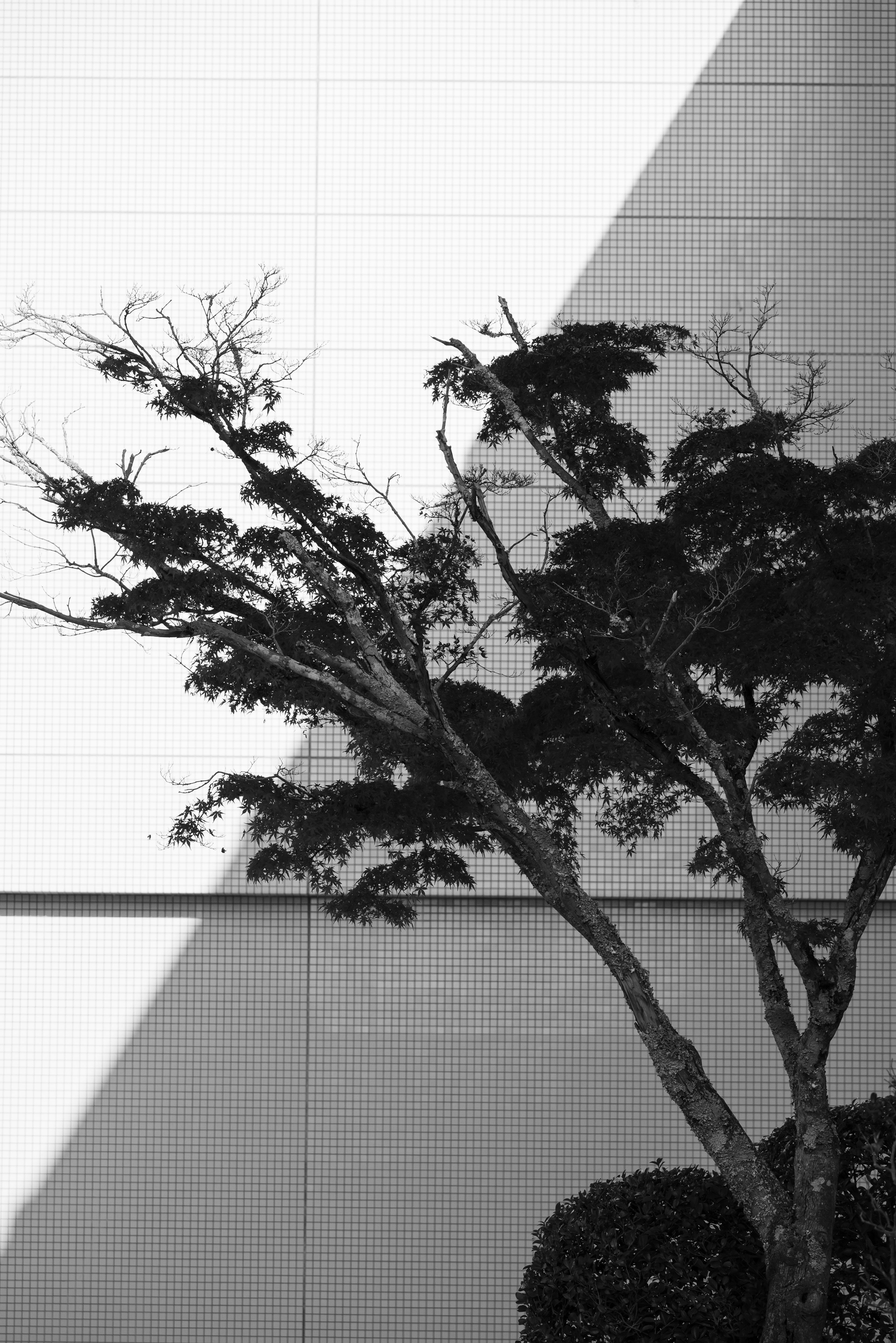 Tree branches casting shadows against a white wall