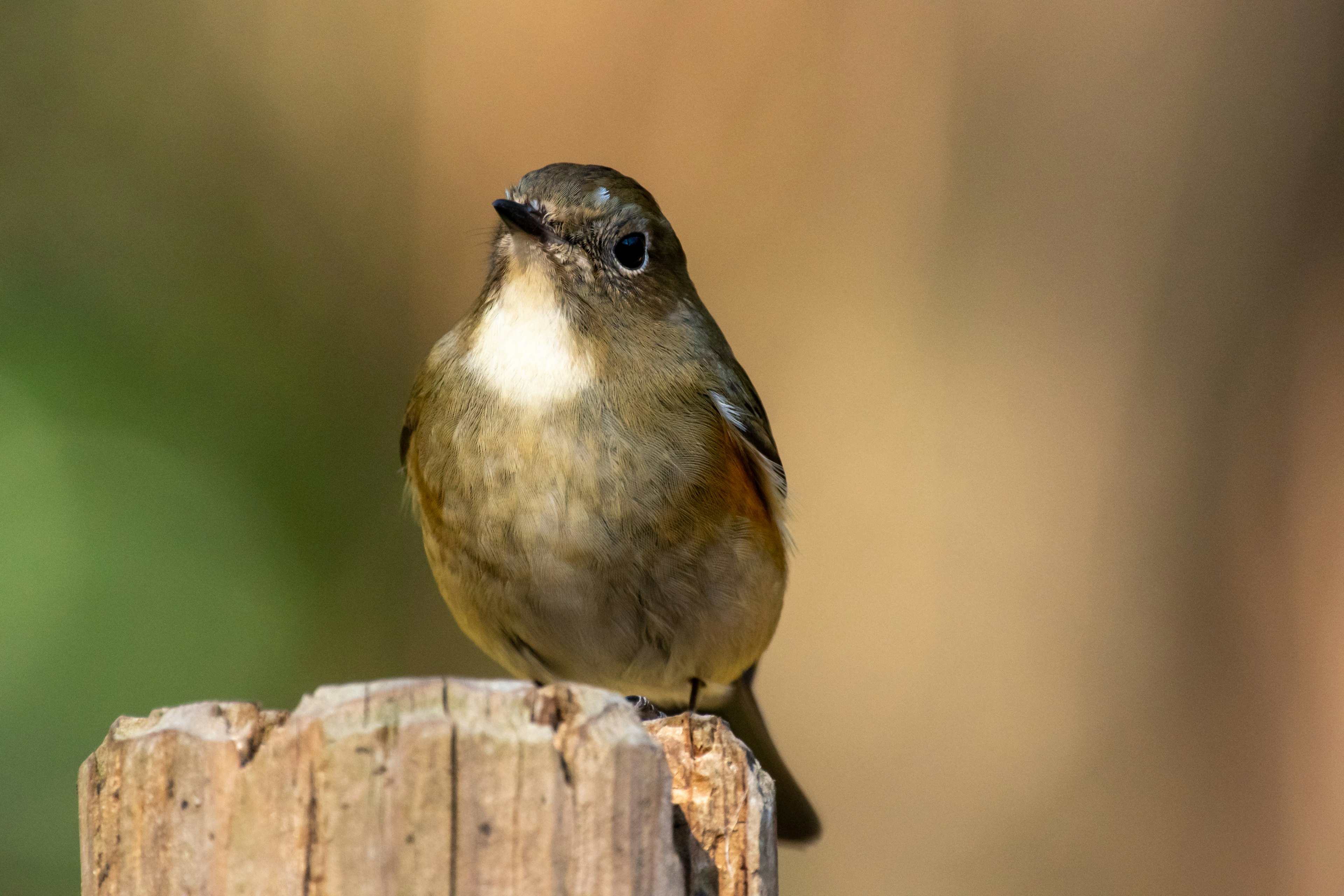 A small bird perched on a wooden post with a blurred background