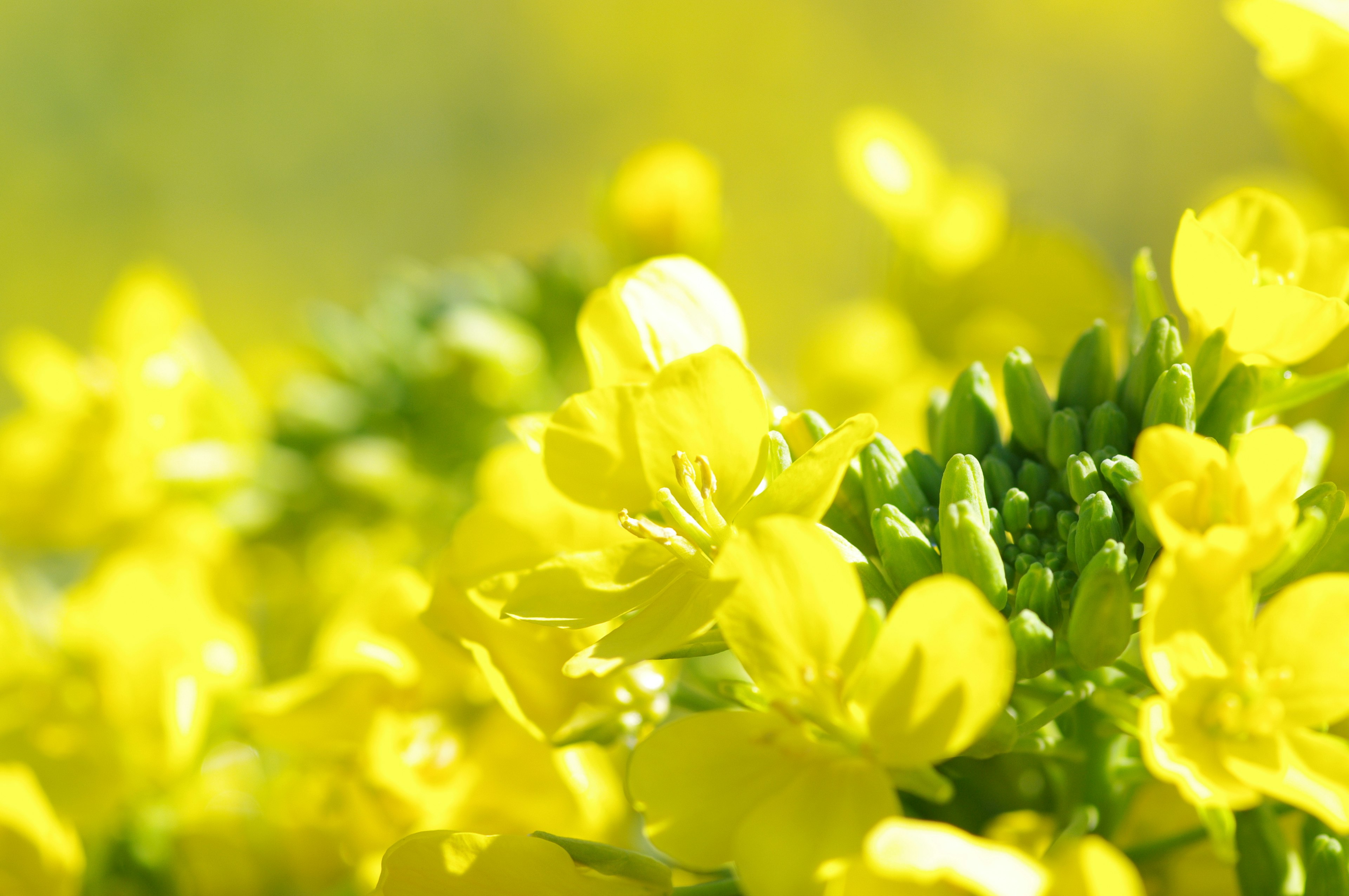 Gros plan de fleurs jaunes vibrantes dans un cadre naturel