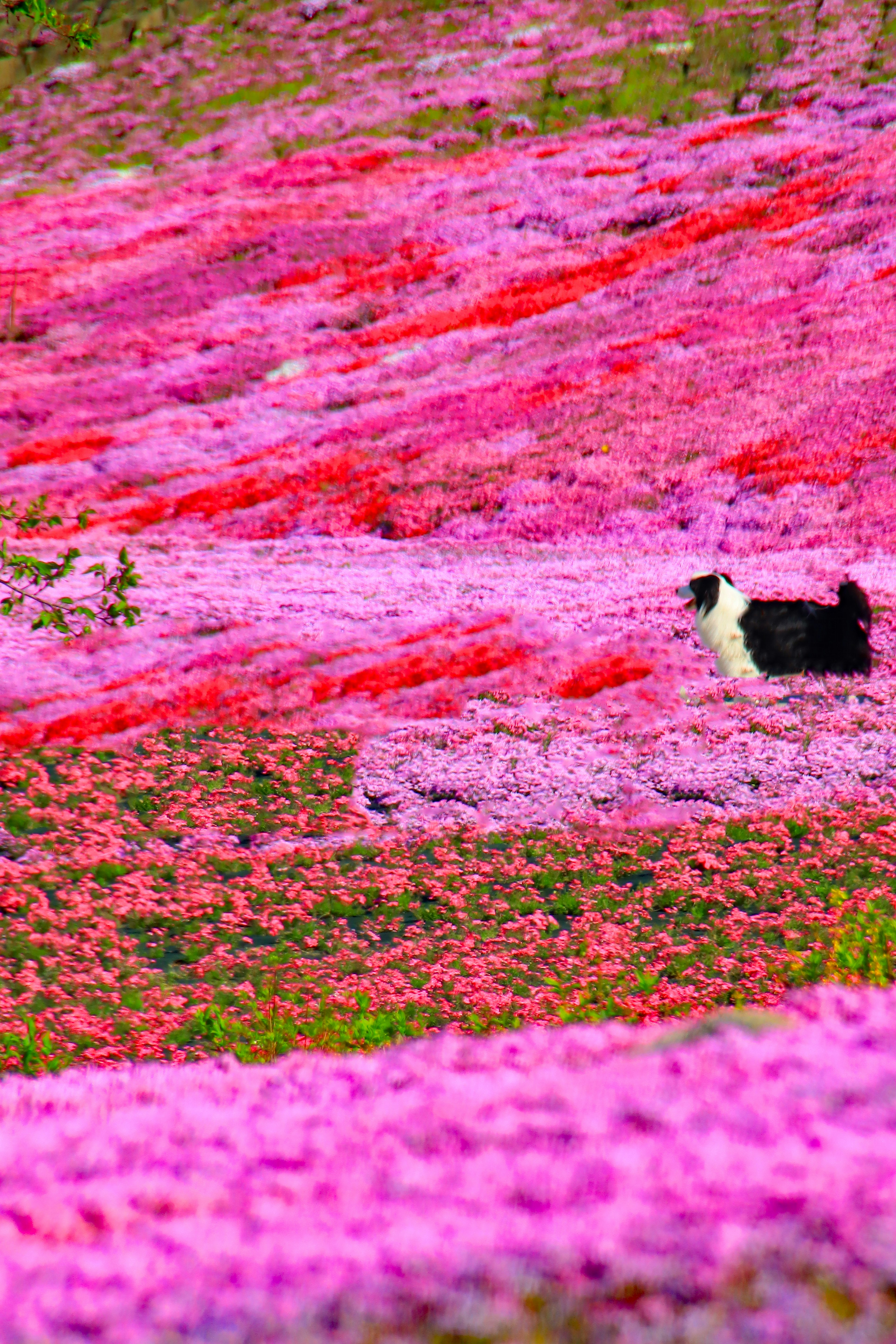 色とりどりの花畑の中を歩く黒白の犬