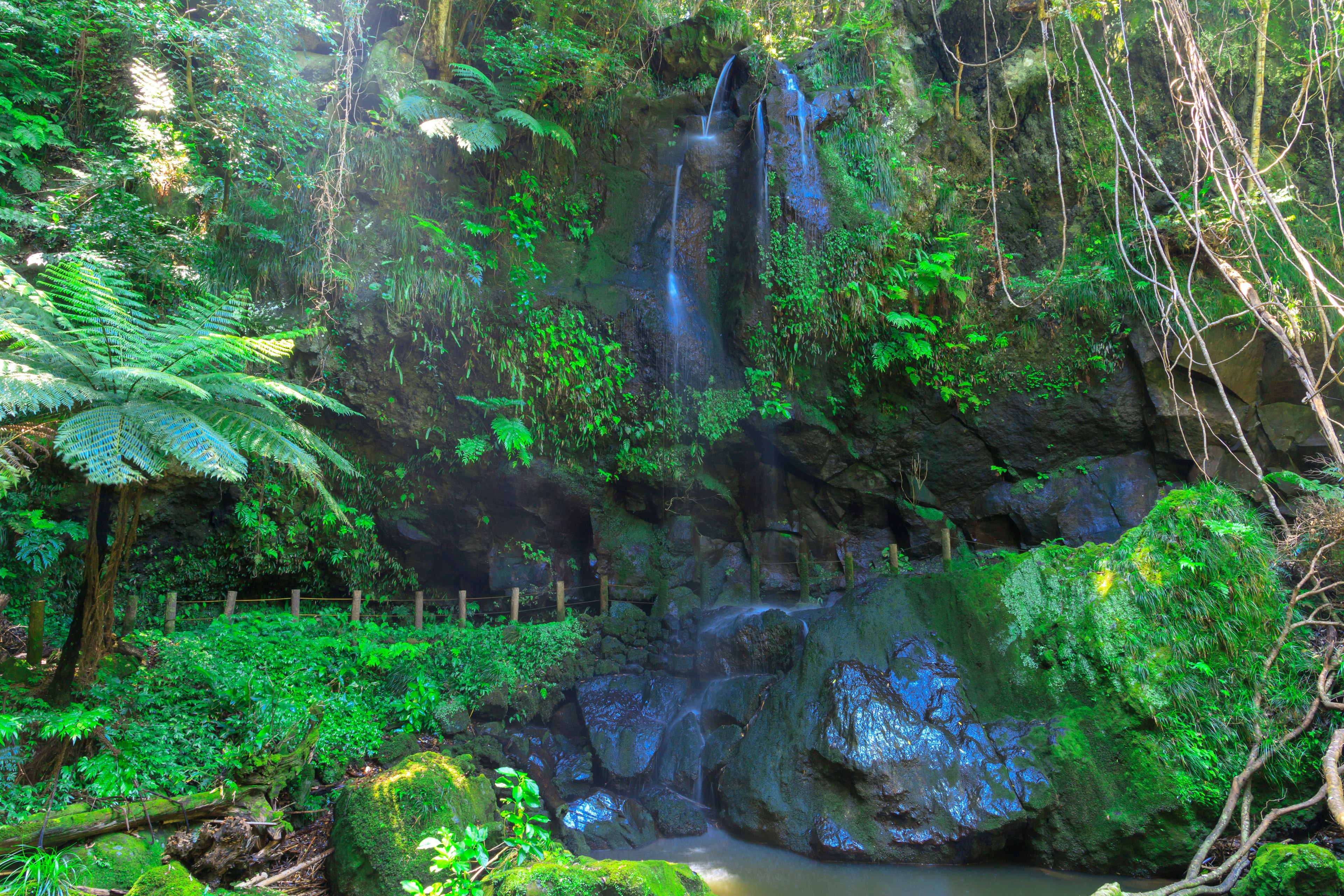 Tumbuhan hijau subur mengelilingi air terjun dan batu dalam suasana alami