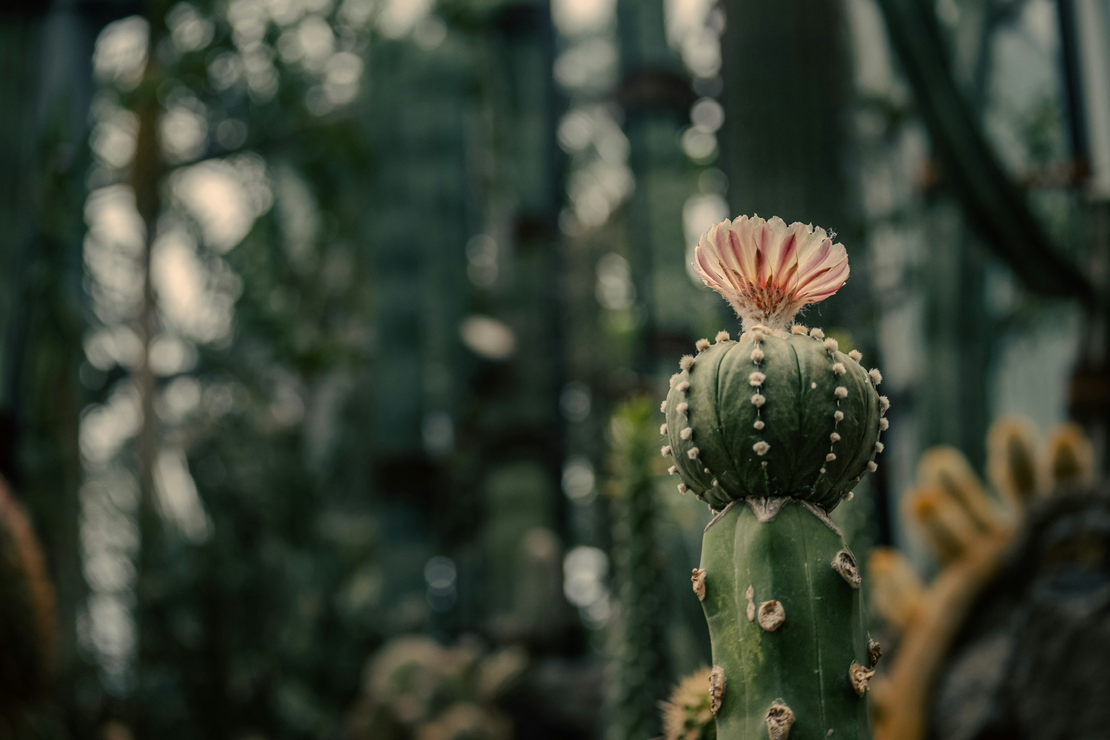 緑色のサボテンの上にピンクの花が咲いている温室の風景