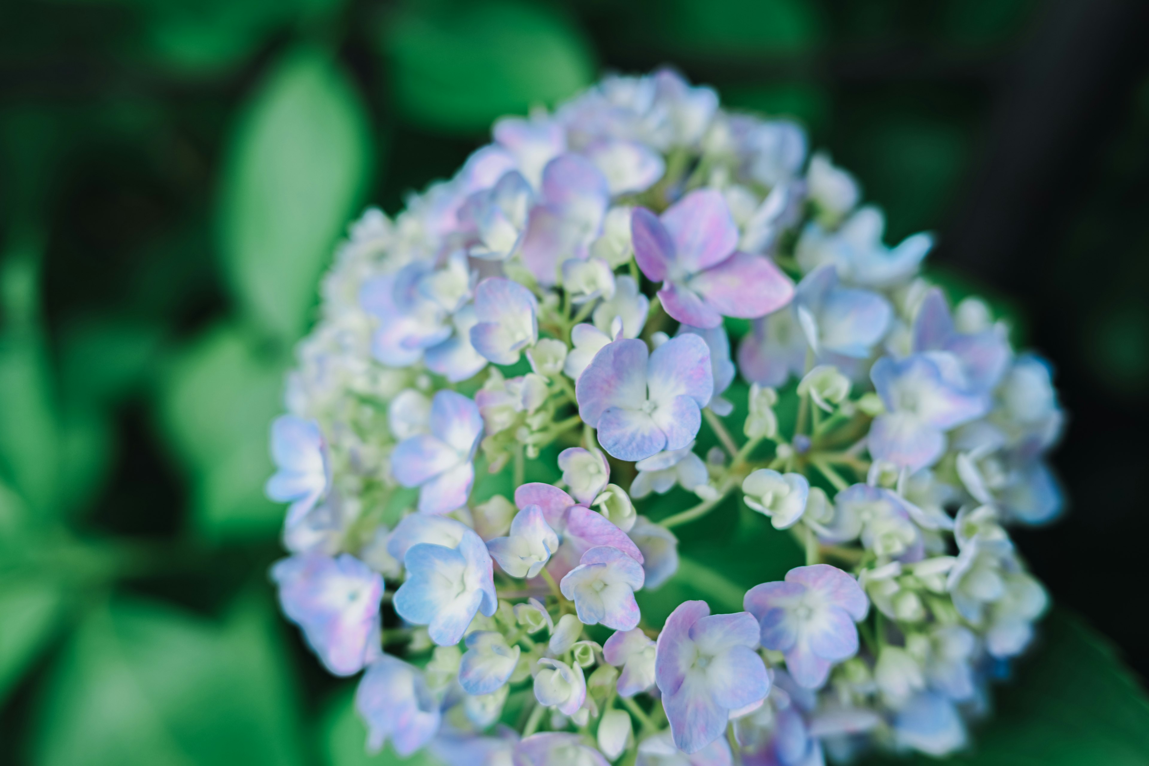 Acercamiento de una hortensia con flores moradas claras