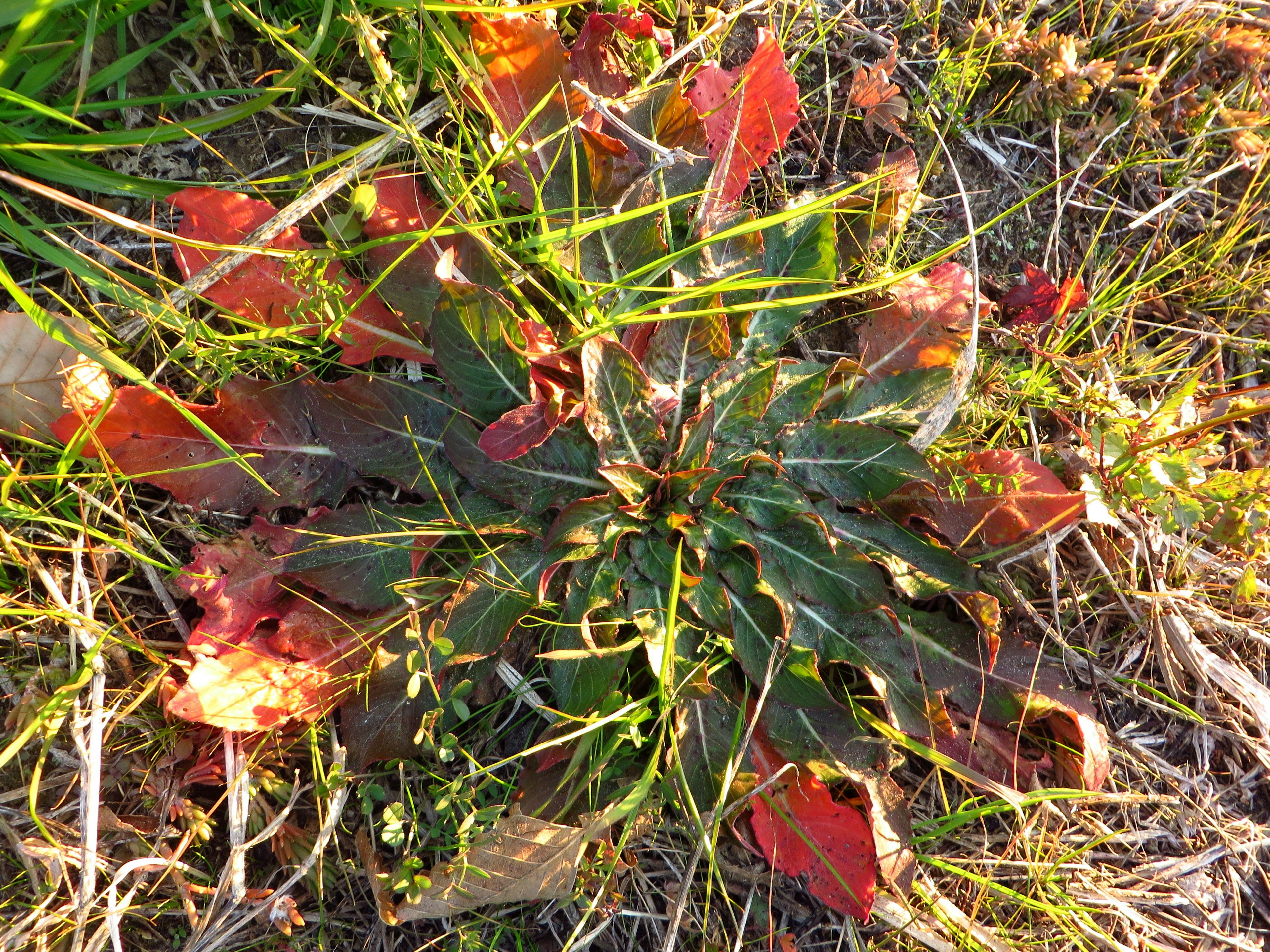 Overhead view of a green plant with red leaves