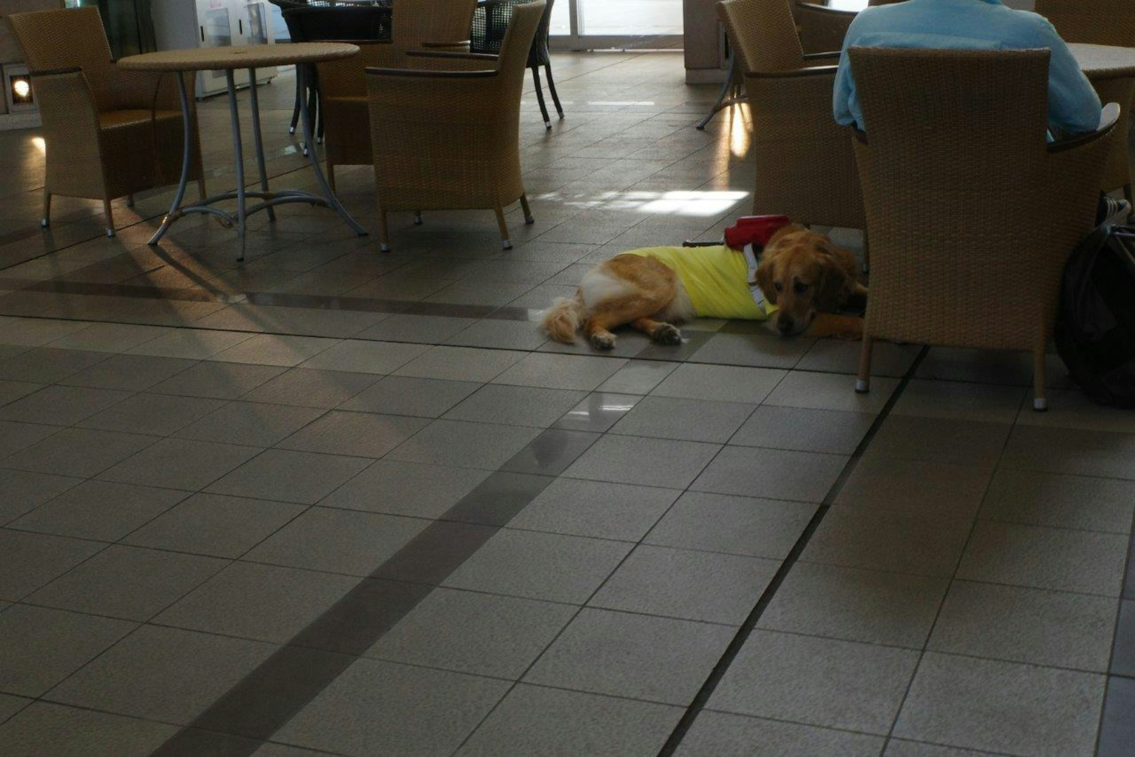 Ein Hund, der auf dem Boden in einem Café mit Tischen und Stühlen ruht