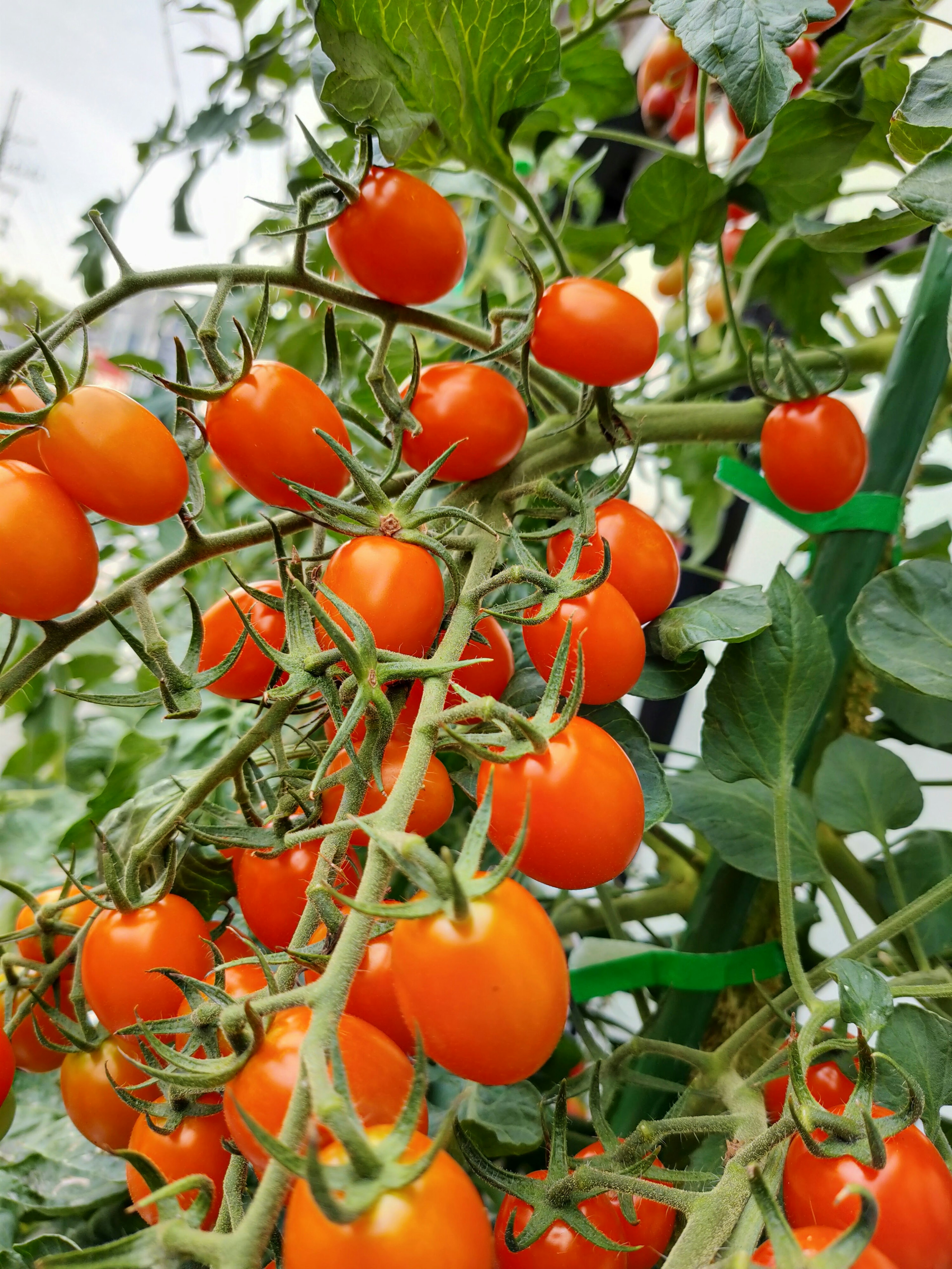 Tomates cerises orange vif regroupées sur une tige