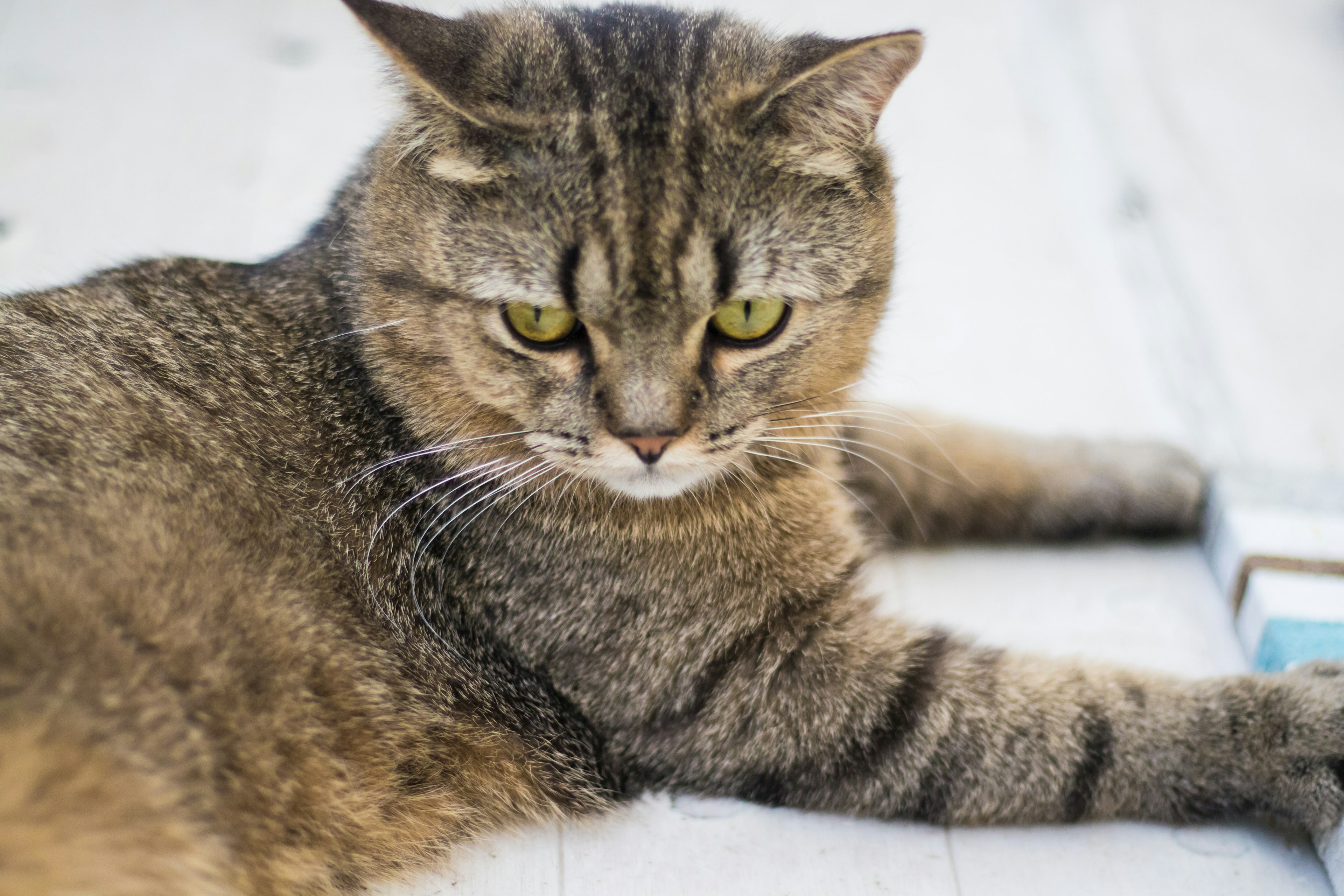 A relaxed cat with distinctive fur color