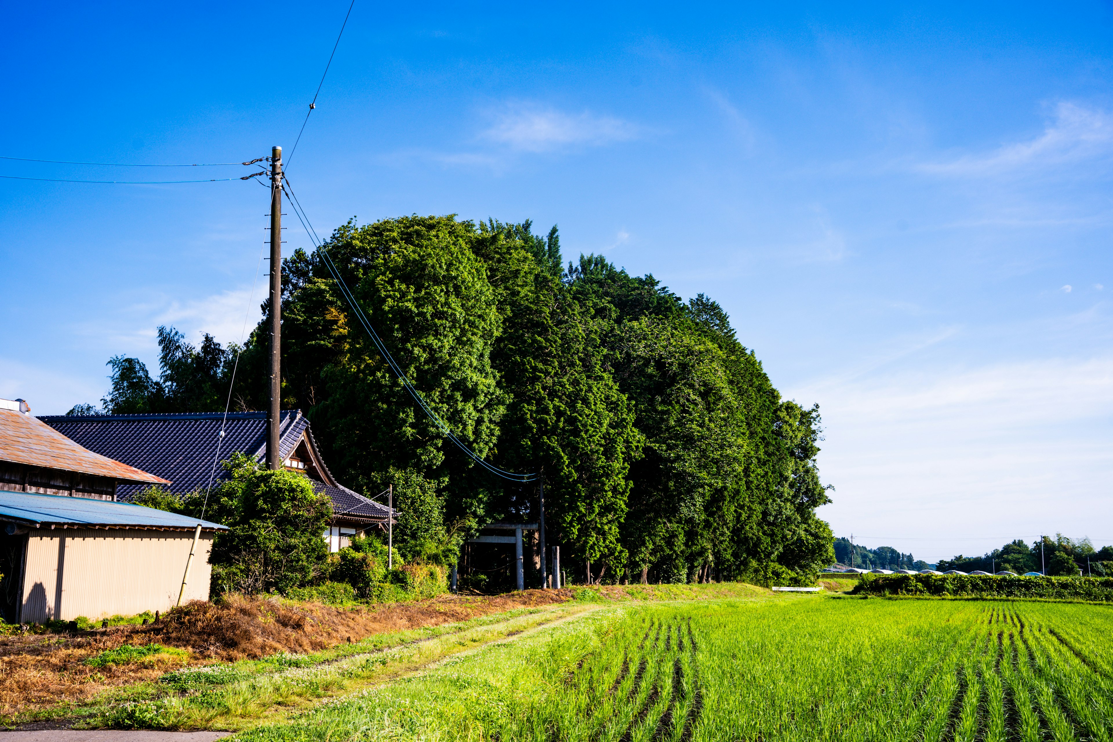 Lush rural landscape featuring a farmhouse under a blue sky