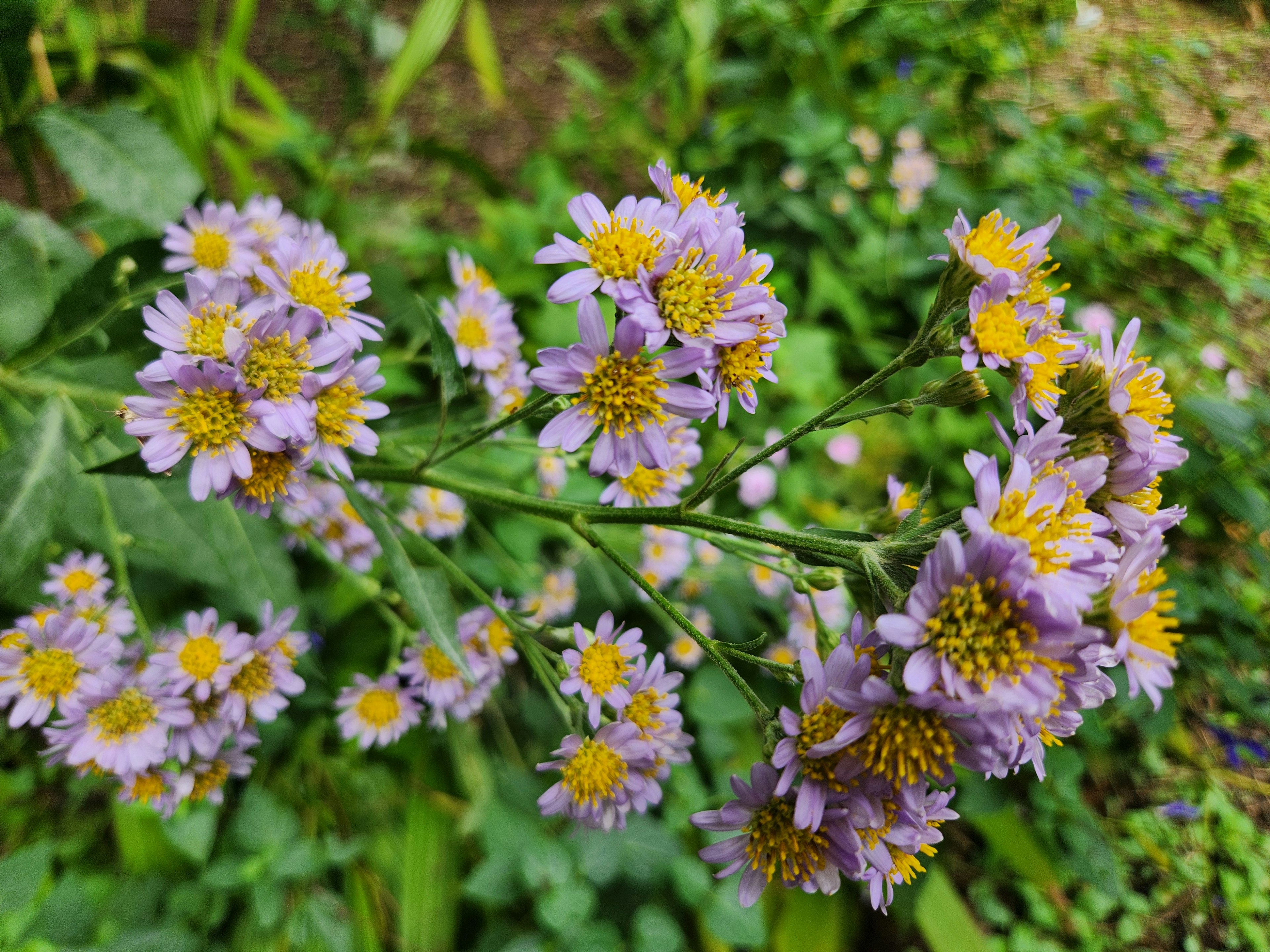 紫色と黄色の花が咲く植物のクローズアップ