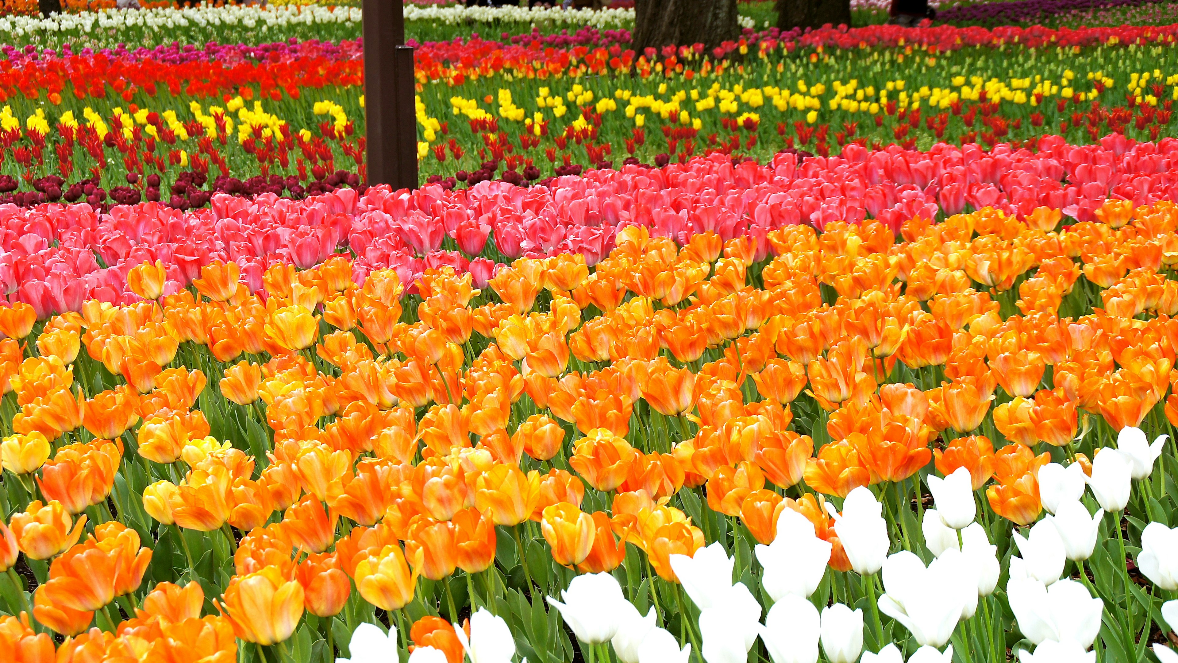 A vibrant flower field filled with colorful tulips in various shades