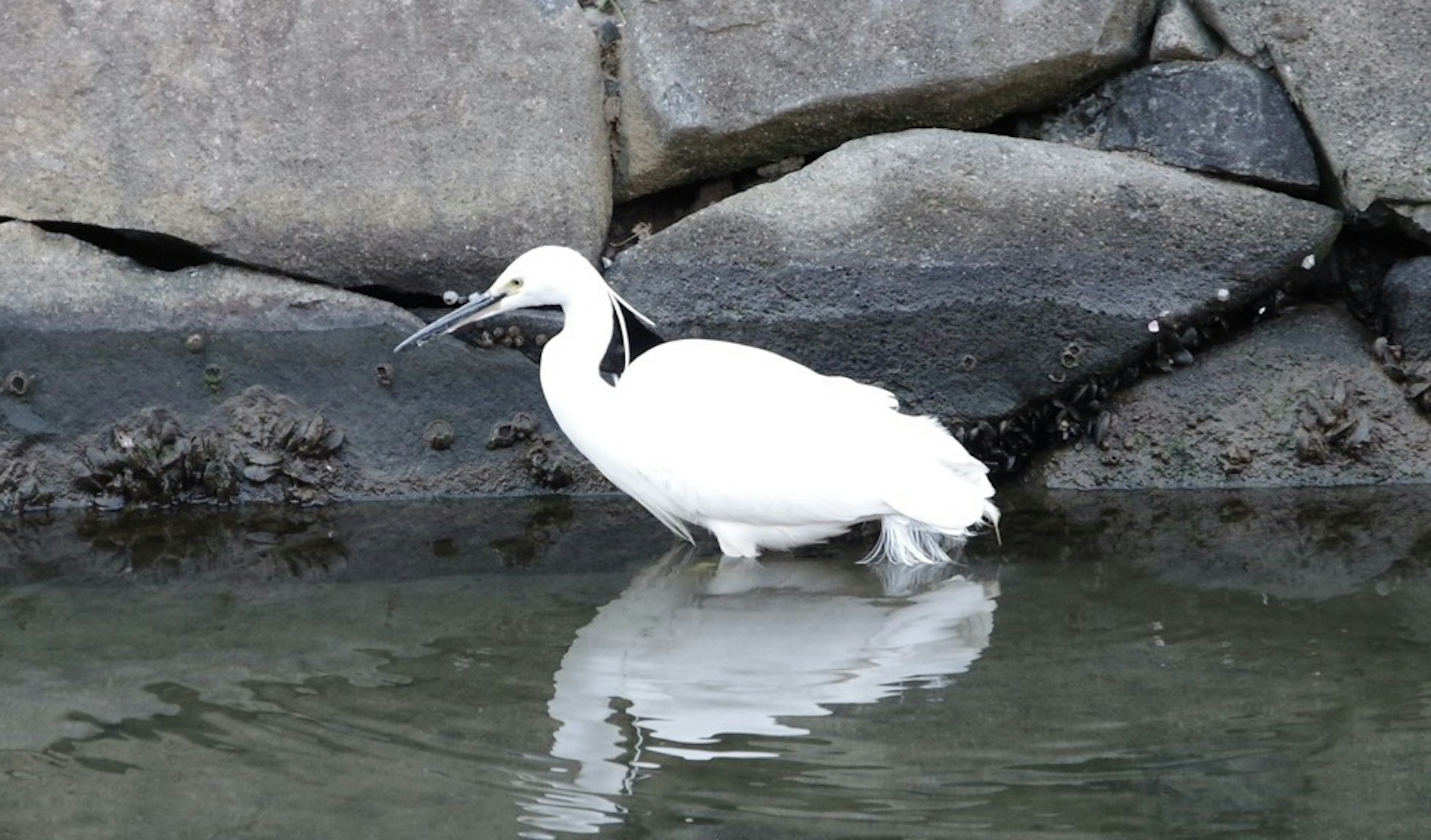 Un uccello bianco in piedi vicino all'acqua con il suo riflesso