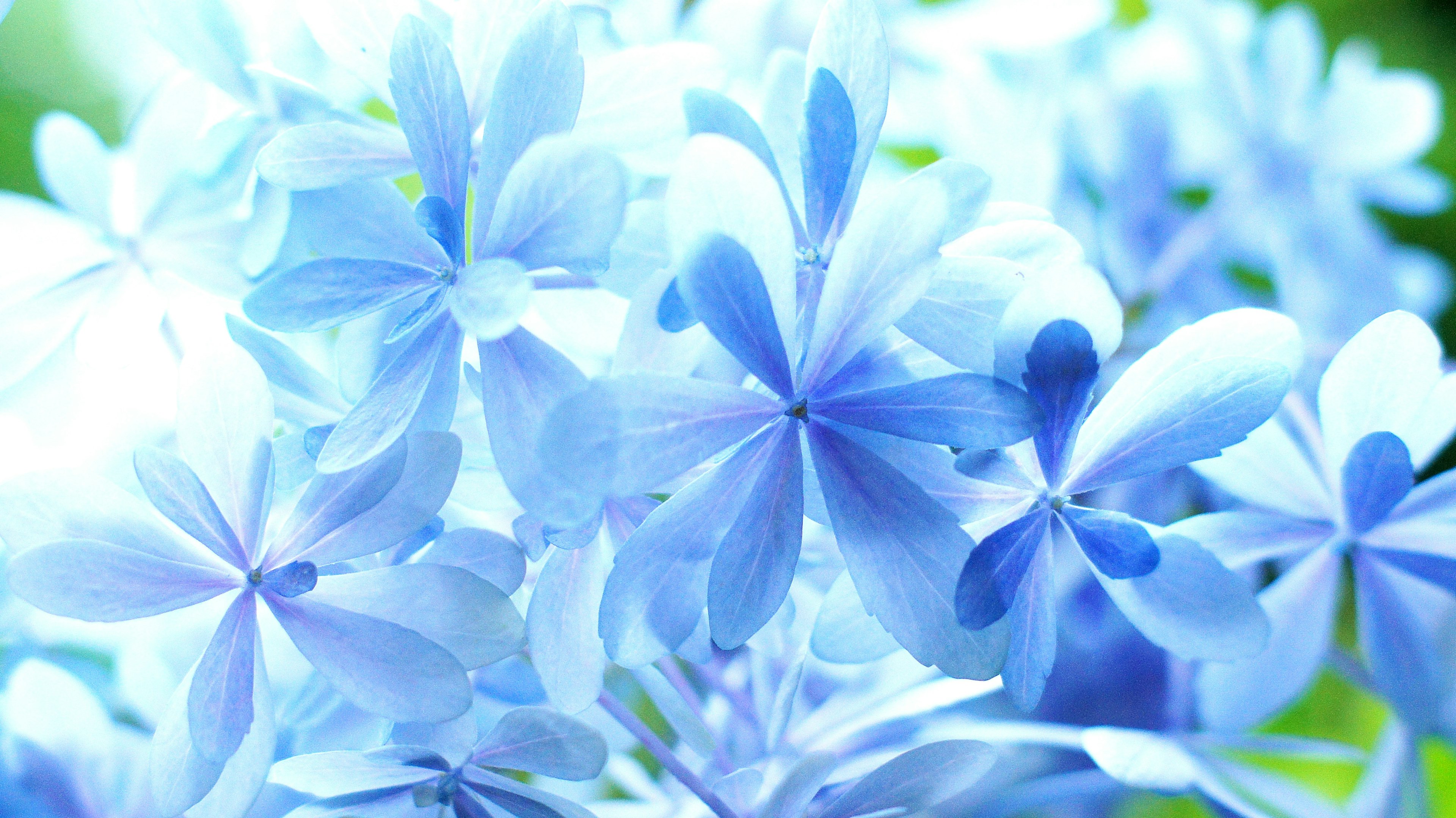 Gros plan de fleurs bleues délicates avec un éclairage doux et un fond lumineux