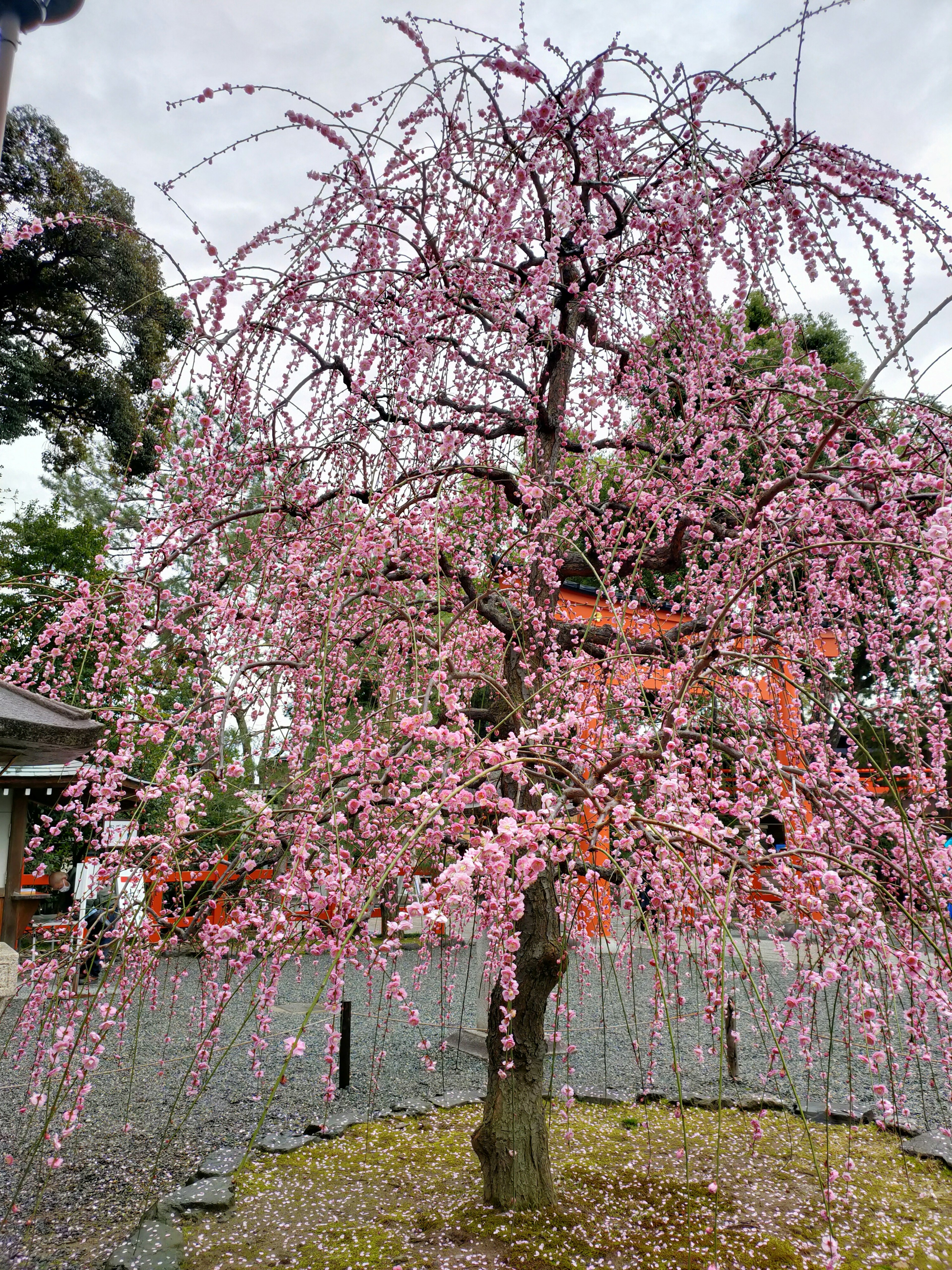 ピンクの花が満開のしだれ桜の木が立っている