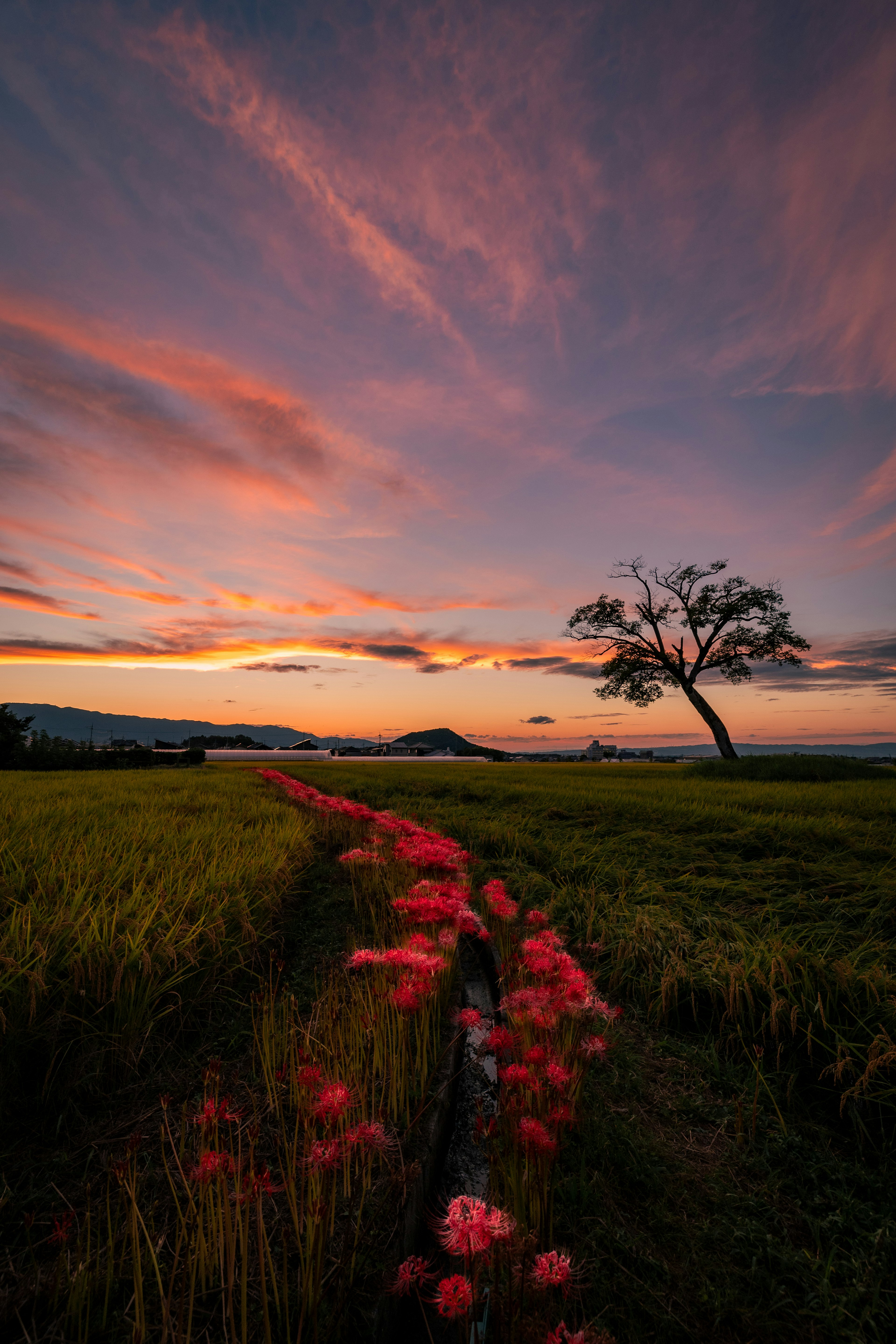 Hermoso cielo al atardecer con flores rosas a lo largo de los campos de arroz y un árbol solitario