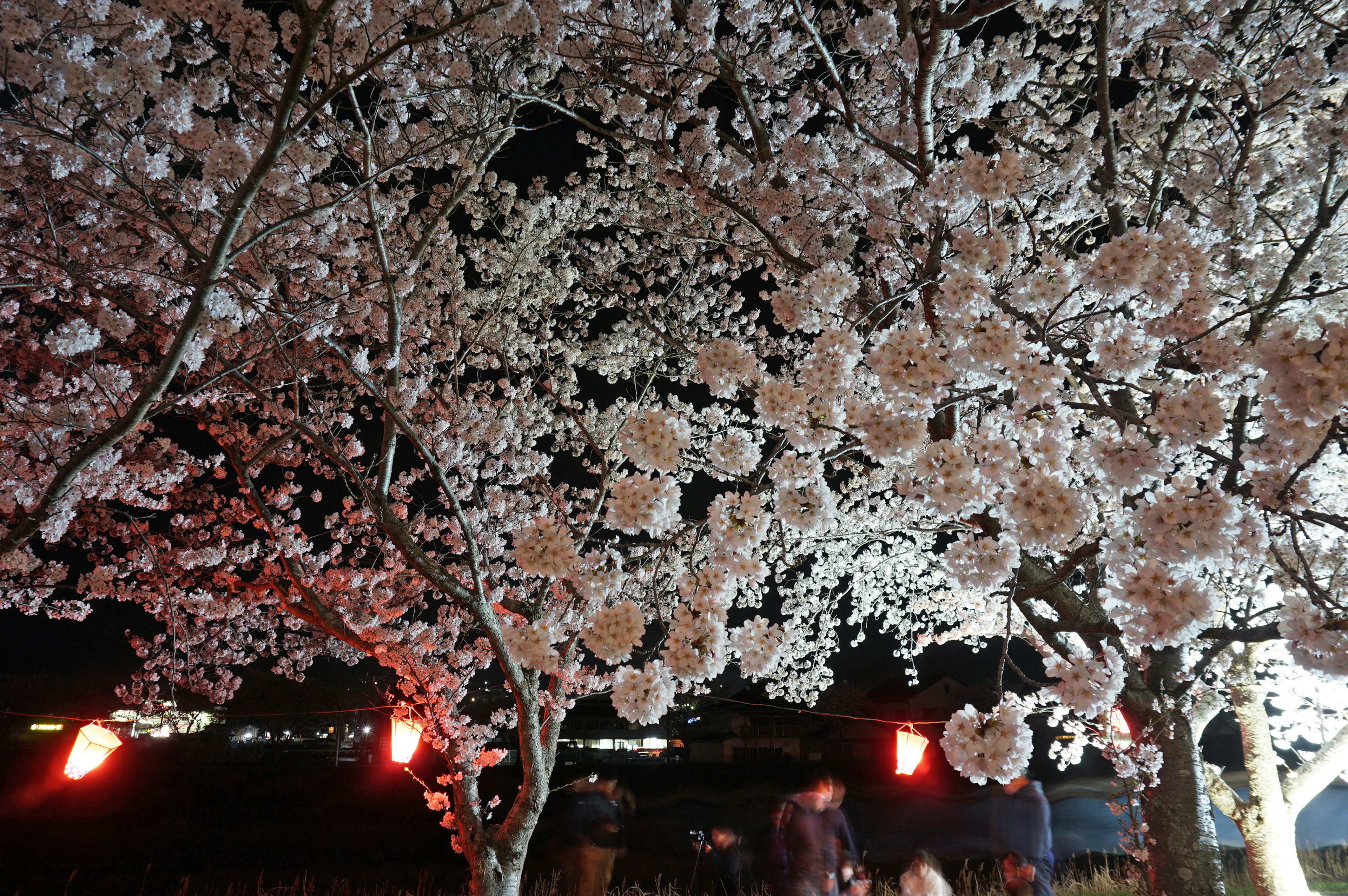 夜晚樱花树与白色花朵的景观