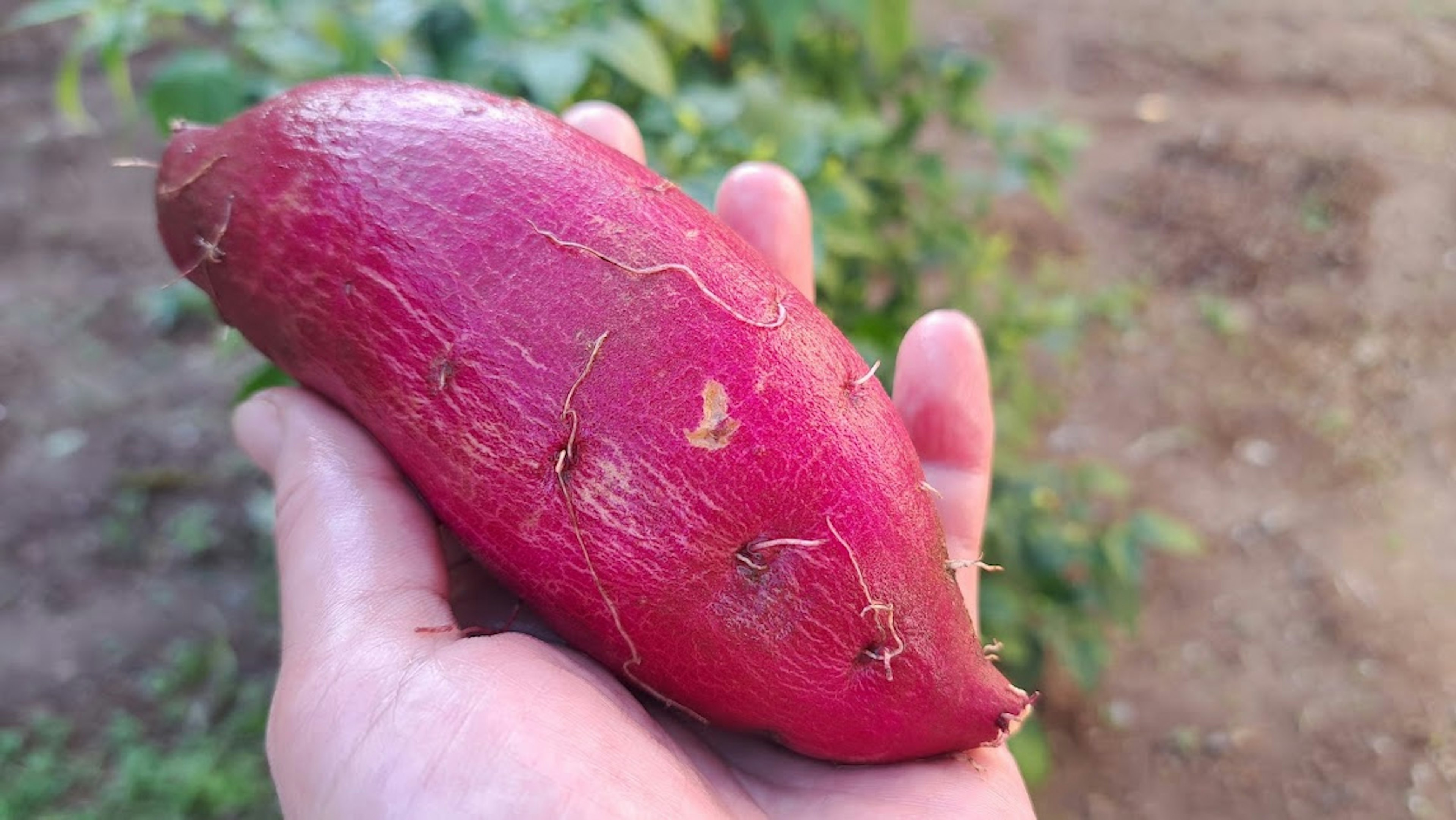 A hand holding a purple sweet potato with visible texture