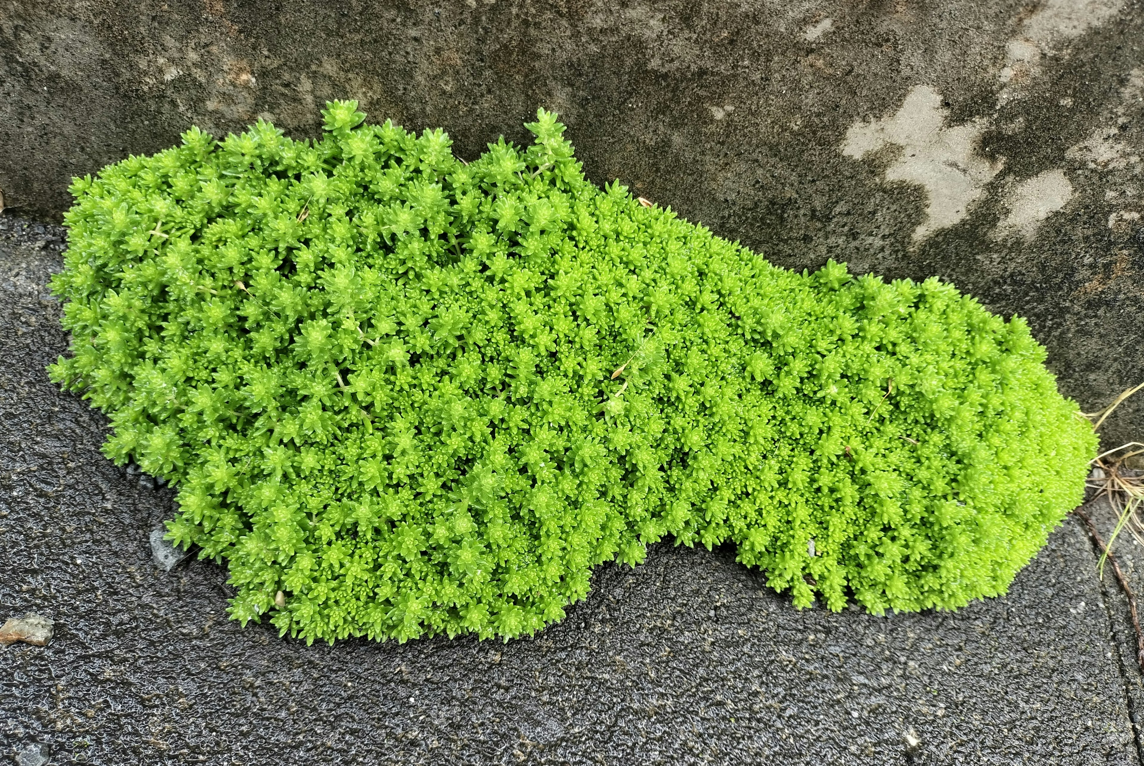 Planta verde en forma de zapato