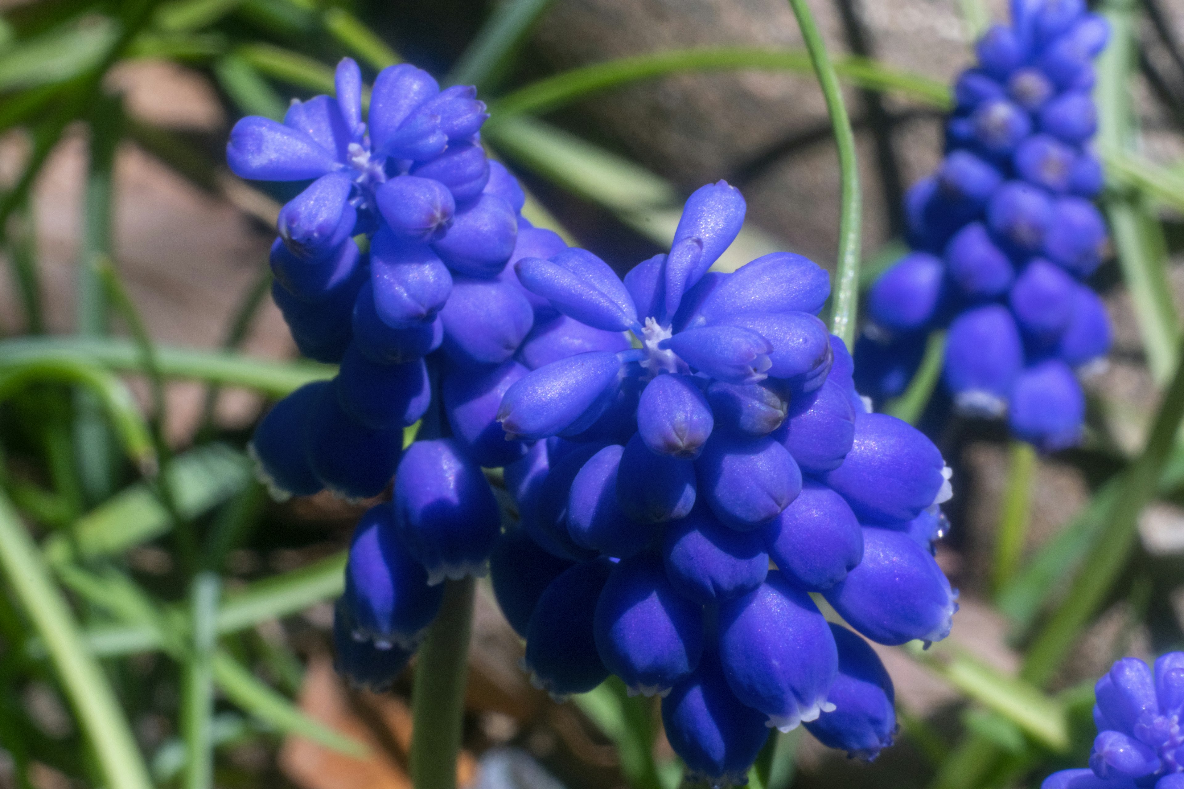 青紫色のムスカリの花が群生している風景