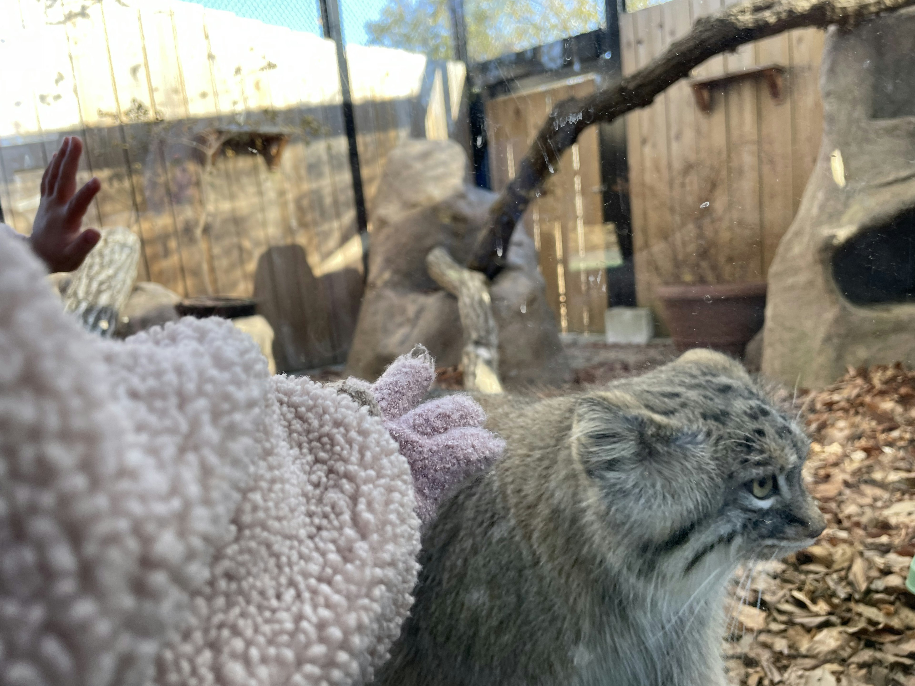 手袋をした手と一緒にいるマヌルネコの側面の画像 背景には木の枝と小屋が見える