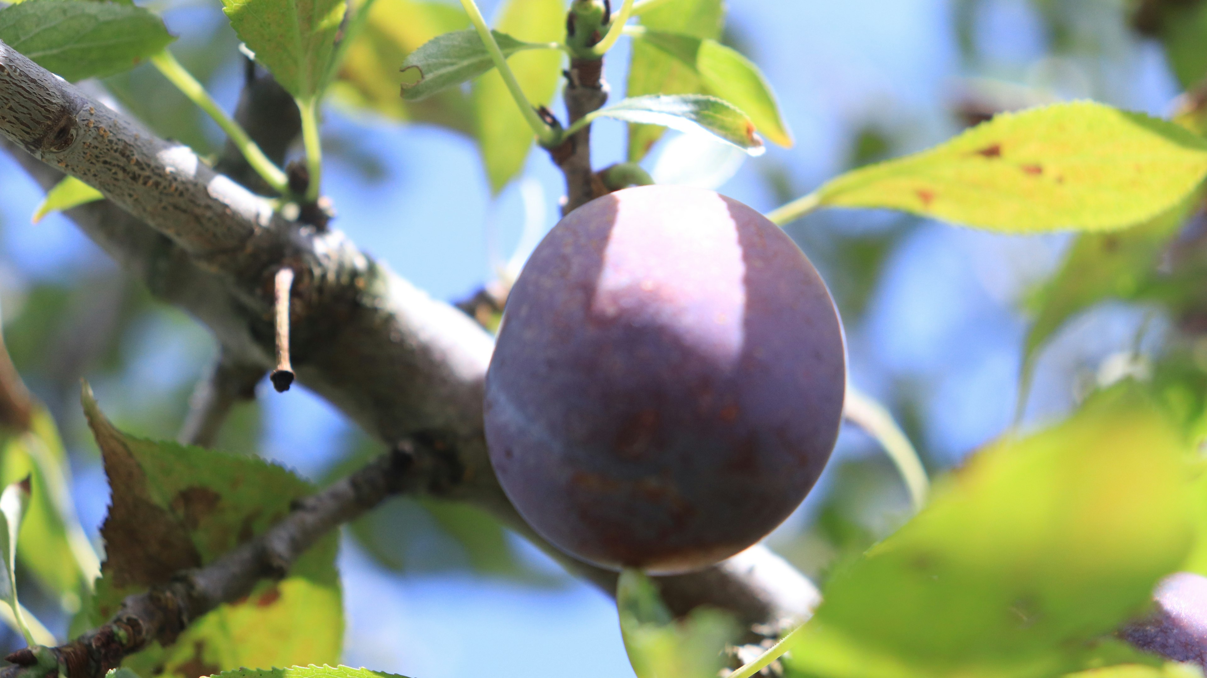 A purple plum hanging on a branch surrounded by green leaves under a blue sky