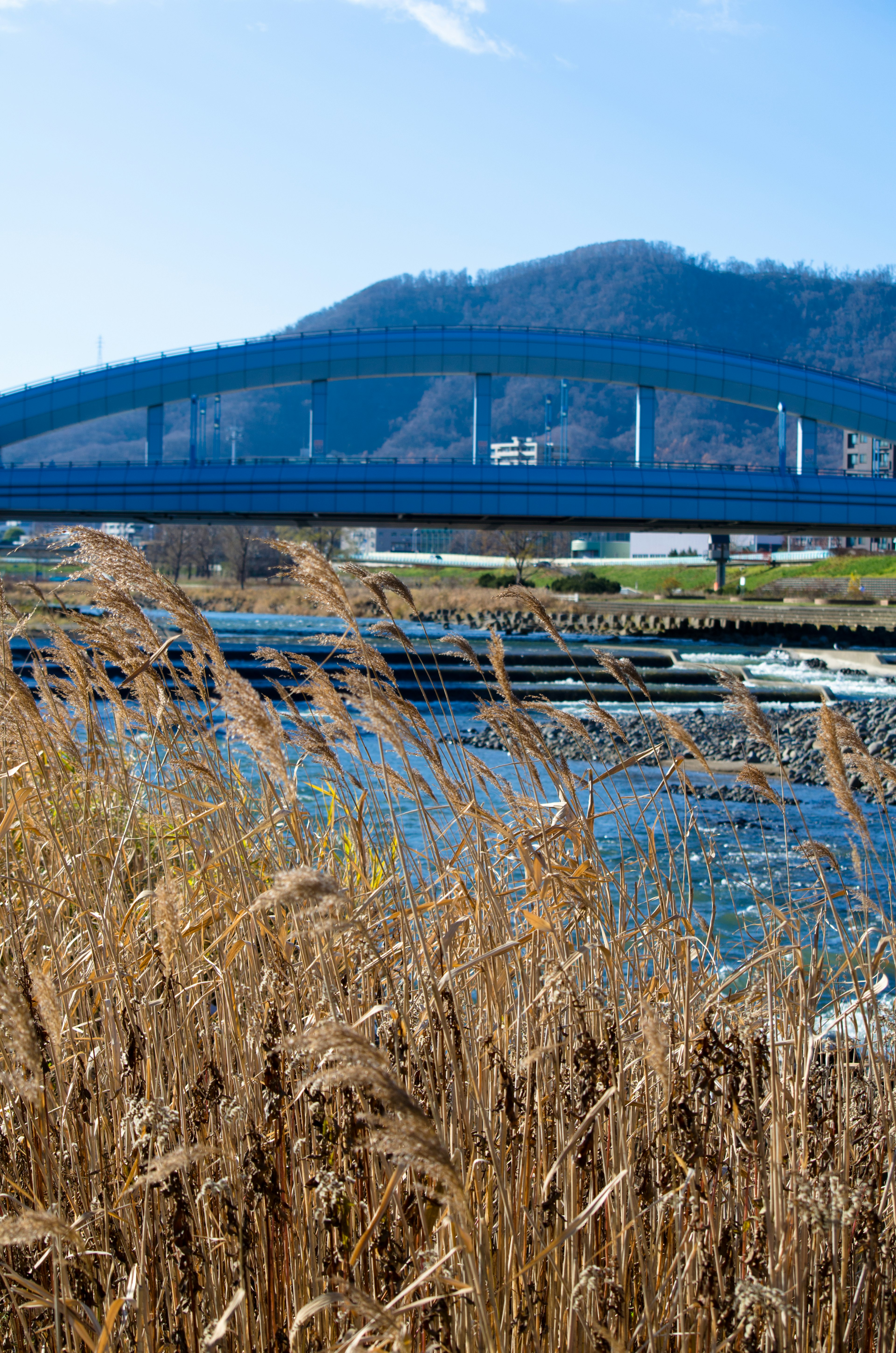 Scenic view of a bridge over a river with tall grass in the foreground