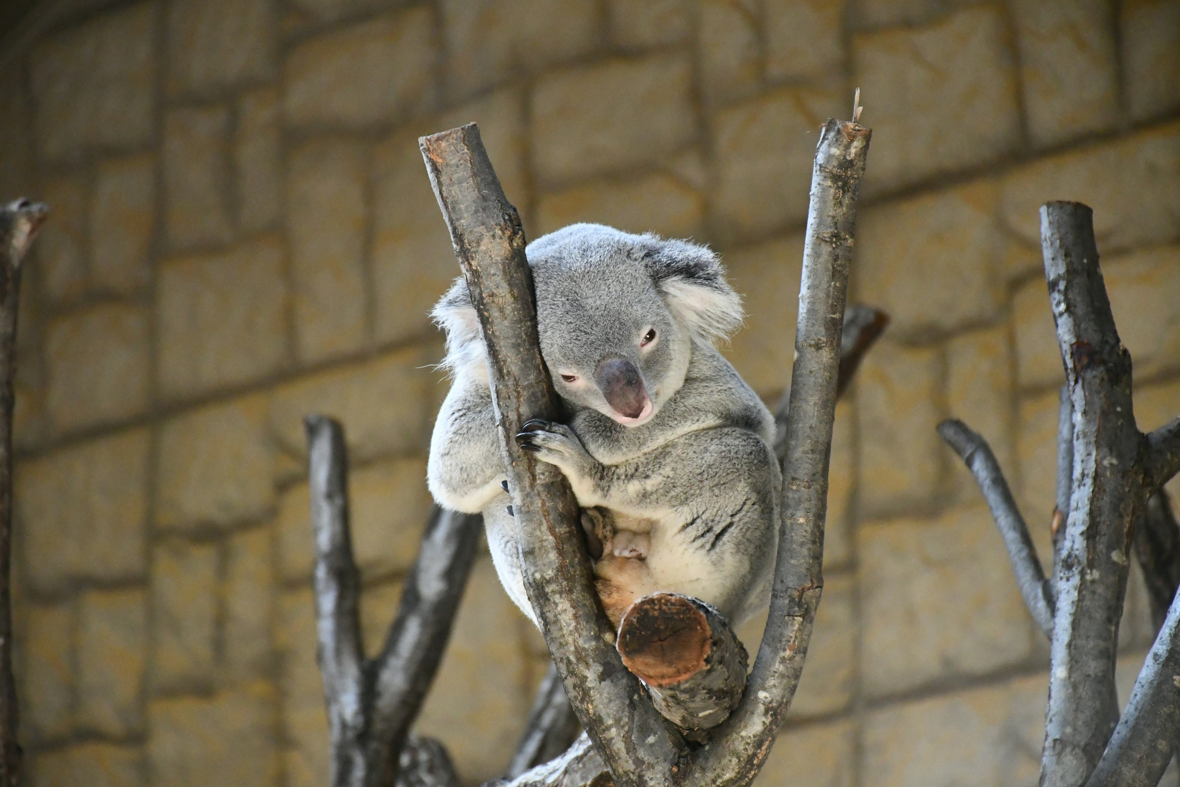 Un lindo koala sentado en una rama de árbol