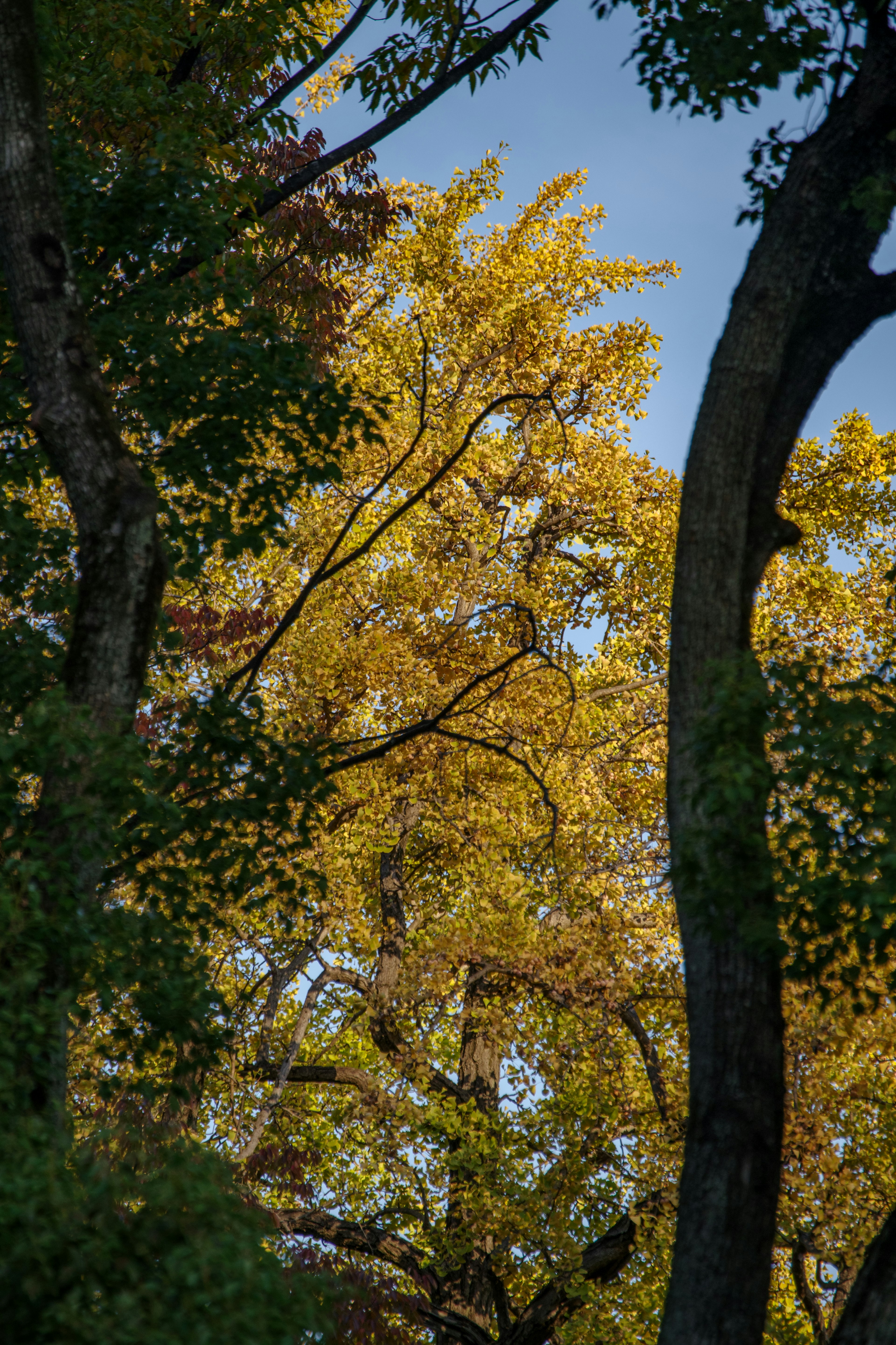 Waldszene mit Herbstlaub unter blauem Himmel