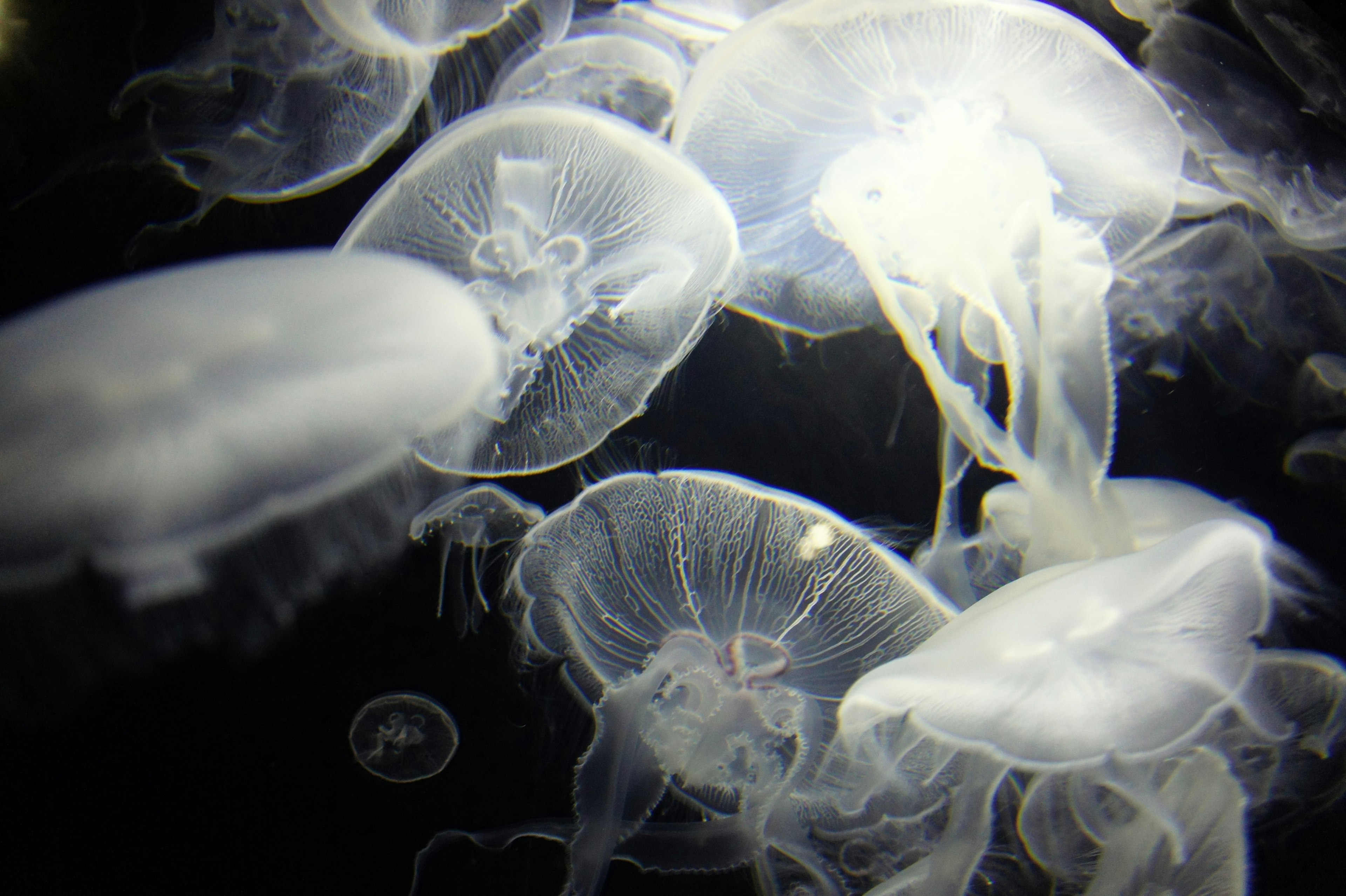 Jellyfish transparan mengapung di latar belakang gelap