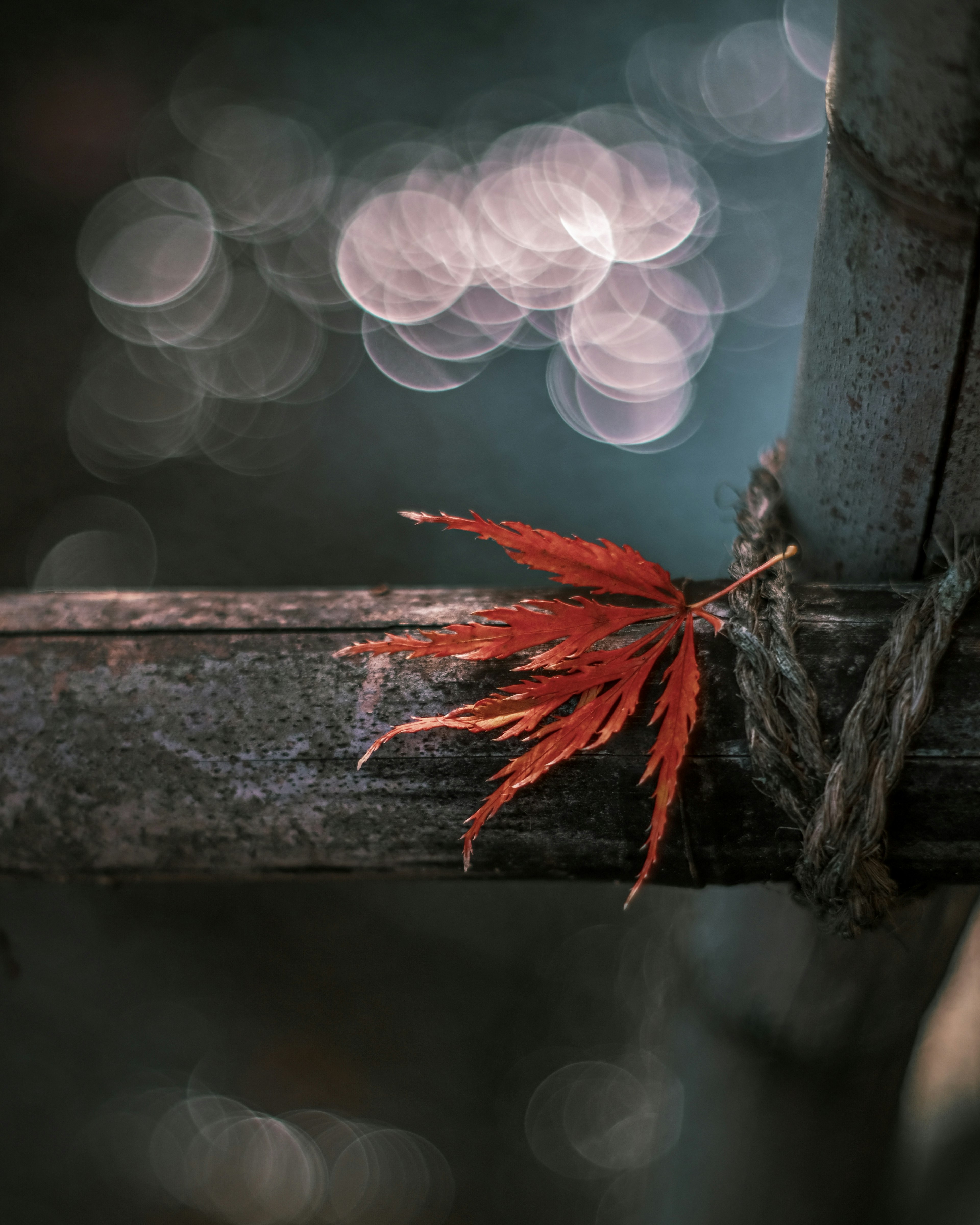 Red maple leaf resting on bamboo with blurred water background