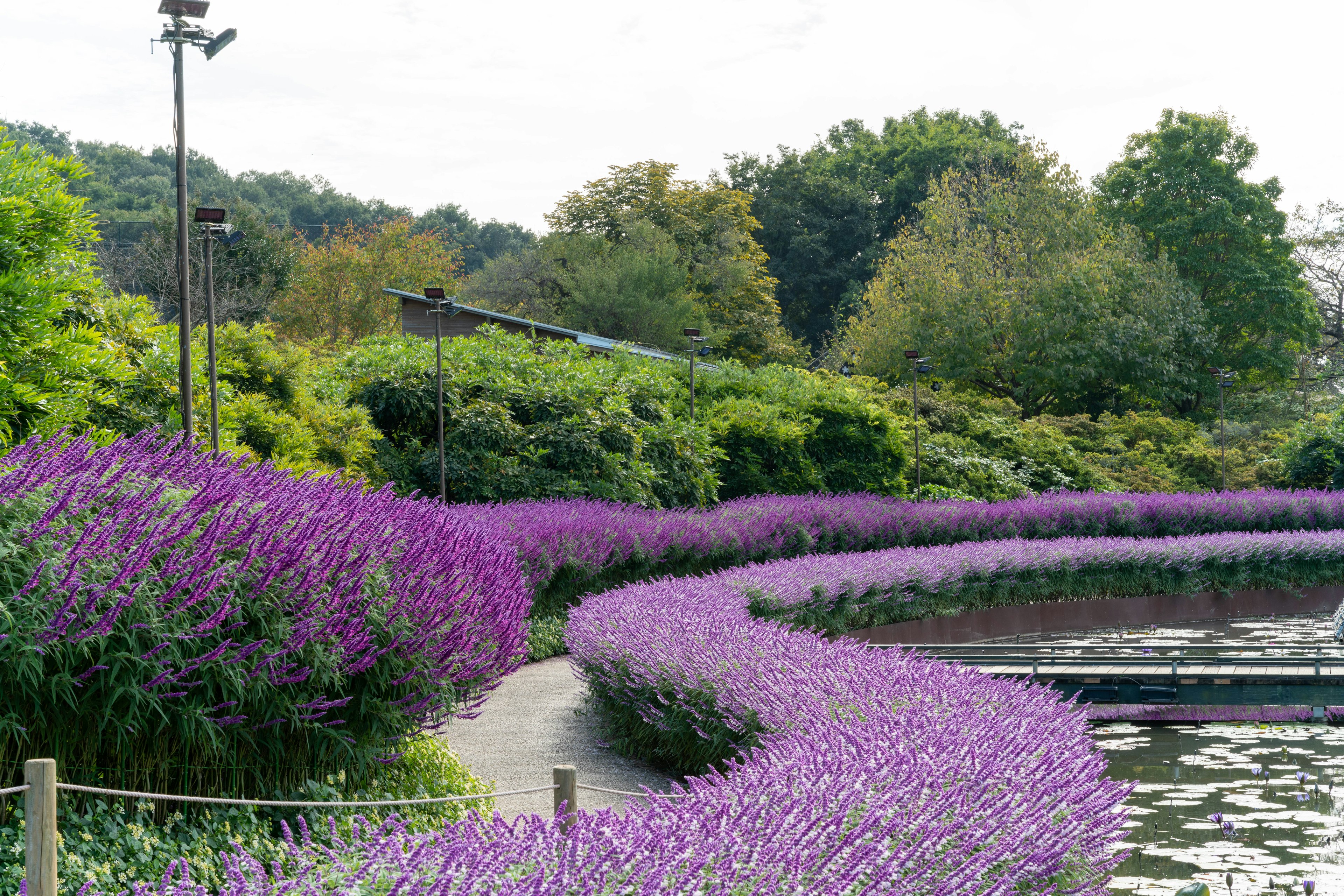 Sentier bordé de fleurs violettes vibrantes le long d'un étang serein