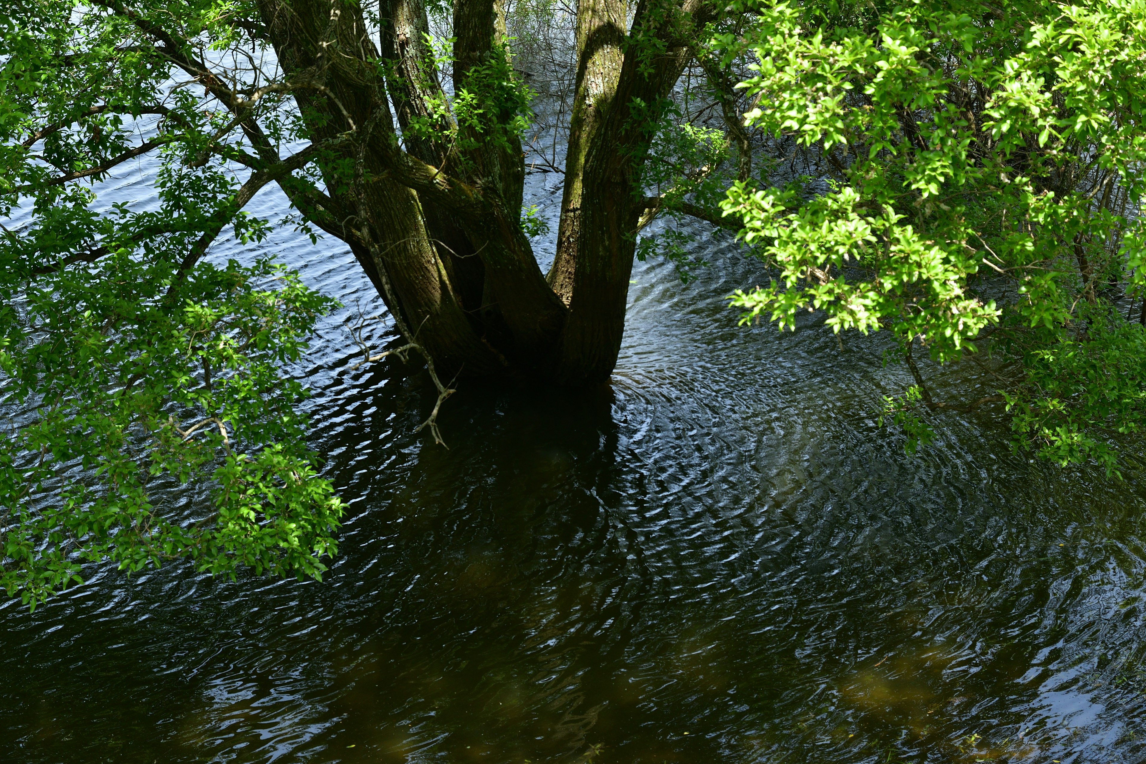 Tree trunk with green leaves reflected in the water