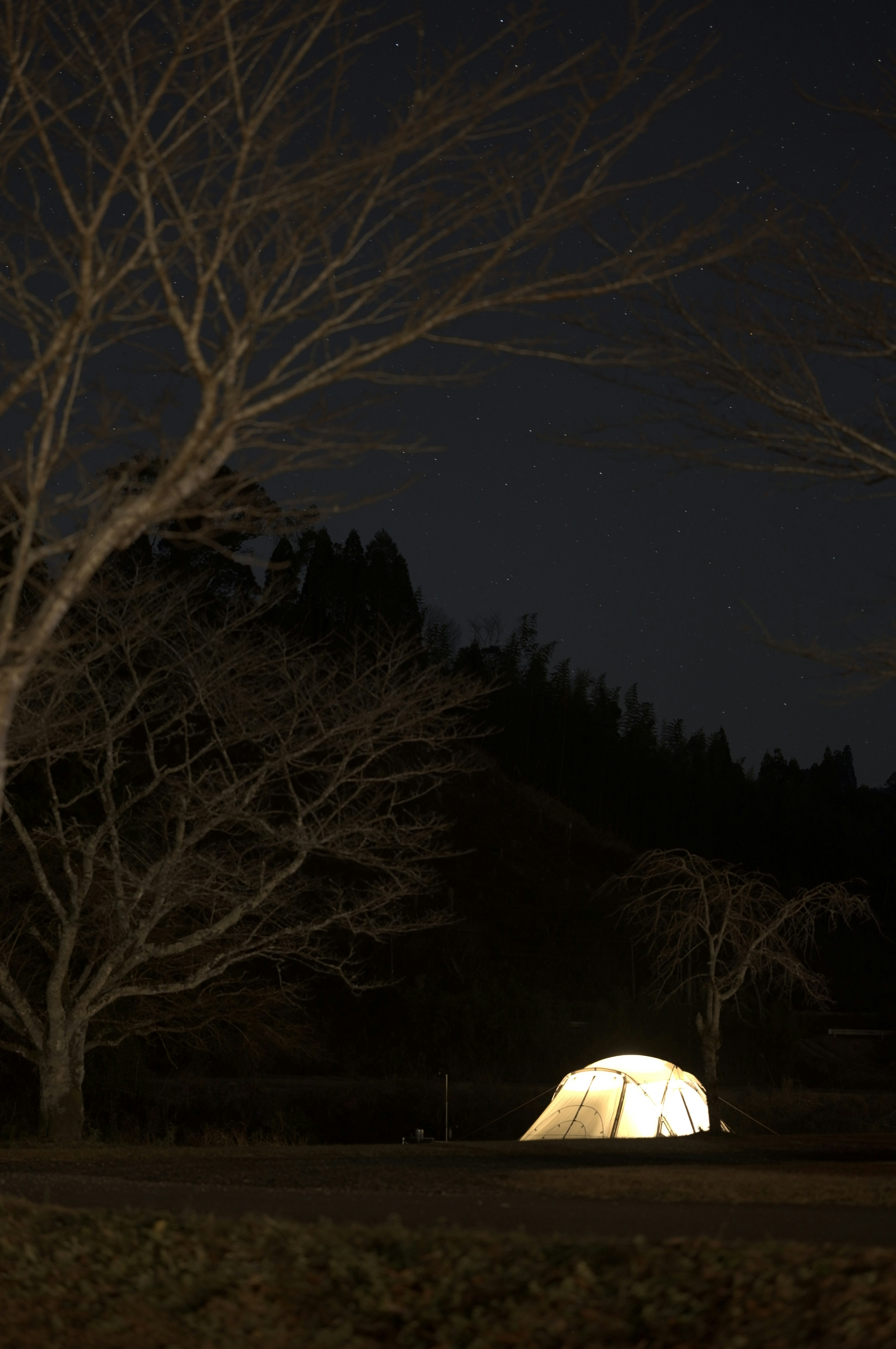 夜间露营地的明亮帐篷和树木