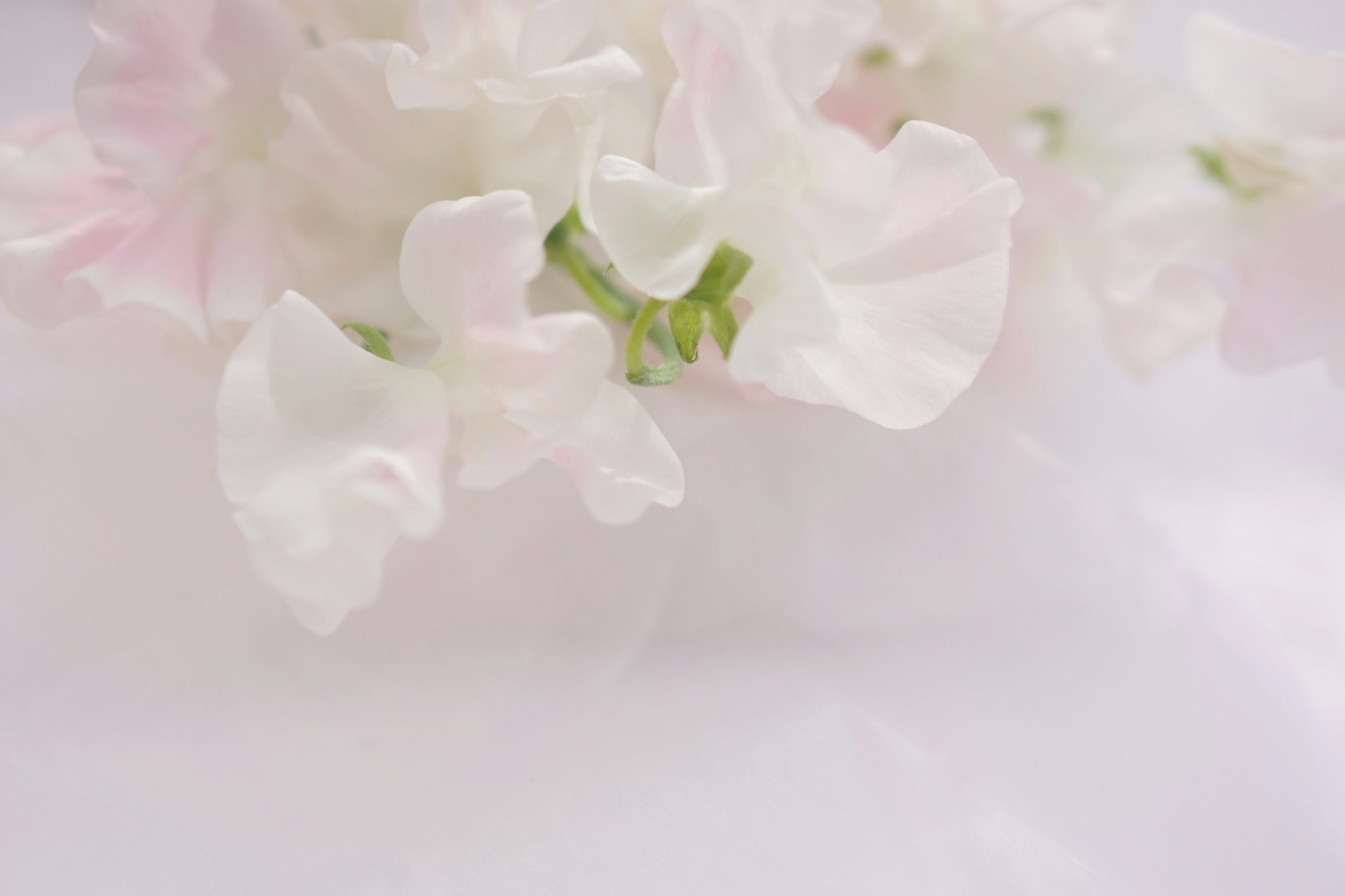 Delicate white sweet pea flowers with soft pink hues against a light background