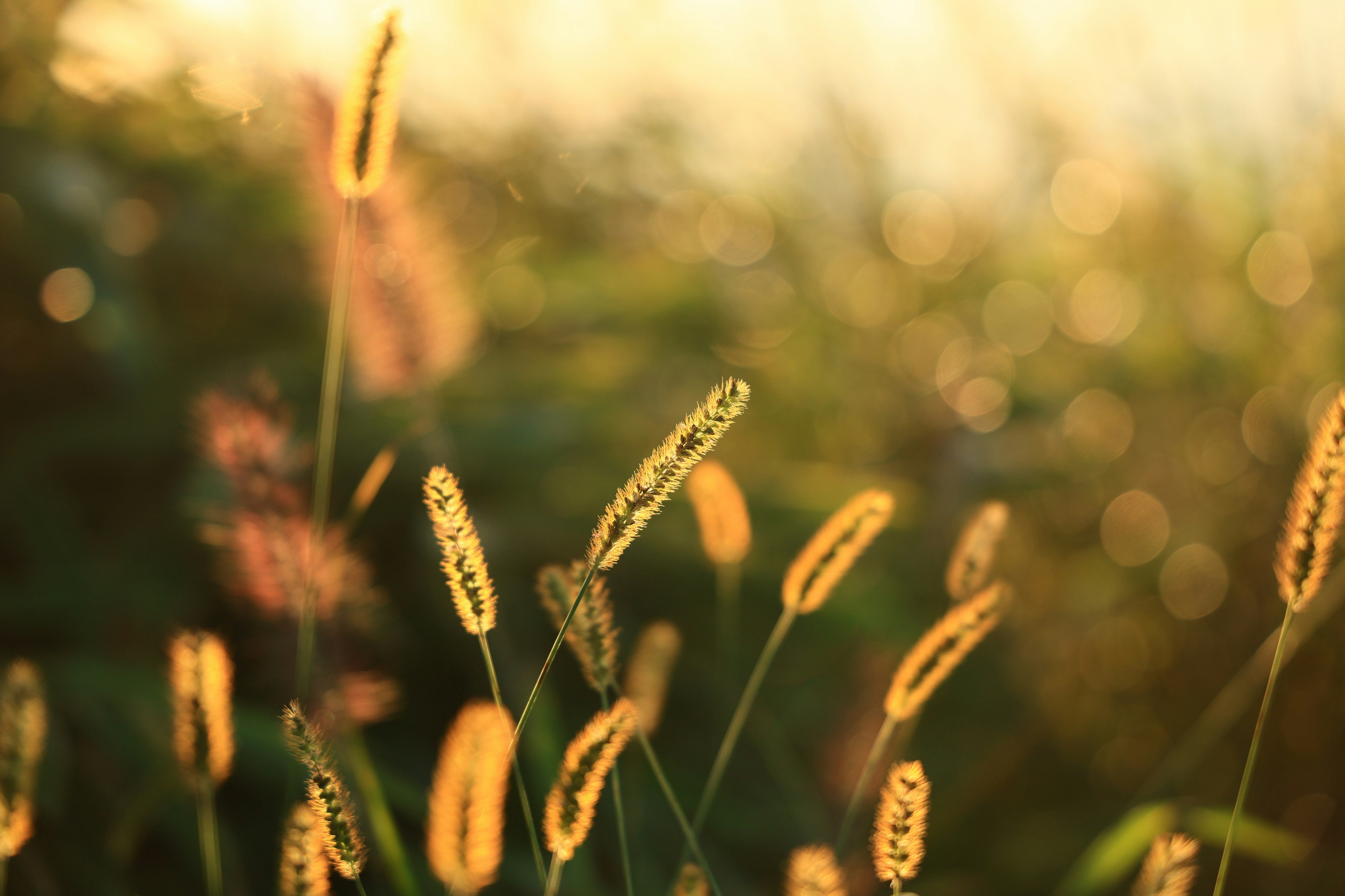 Erba dorata che ondeggia delicatamente nella luce soffusa