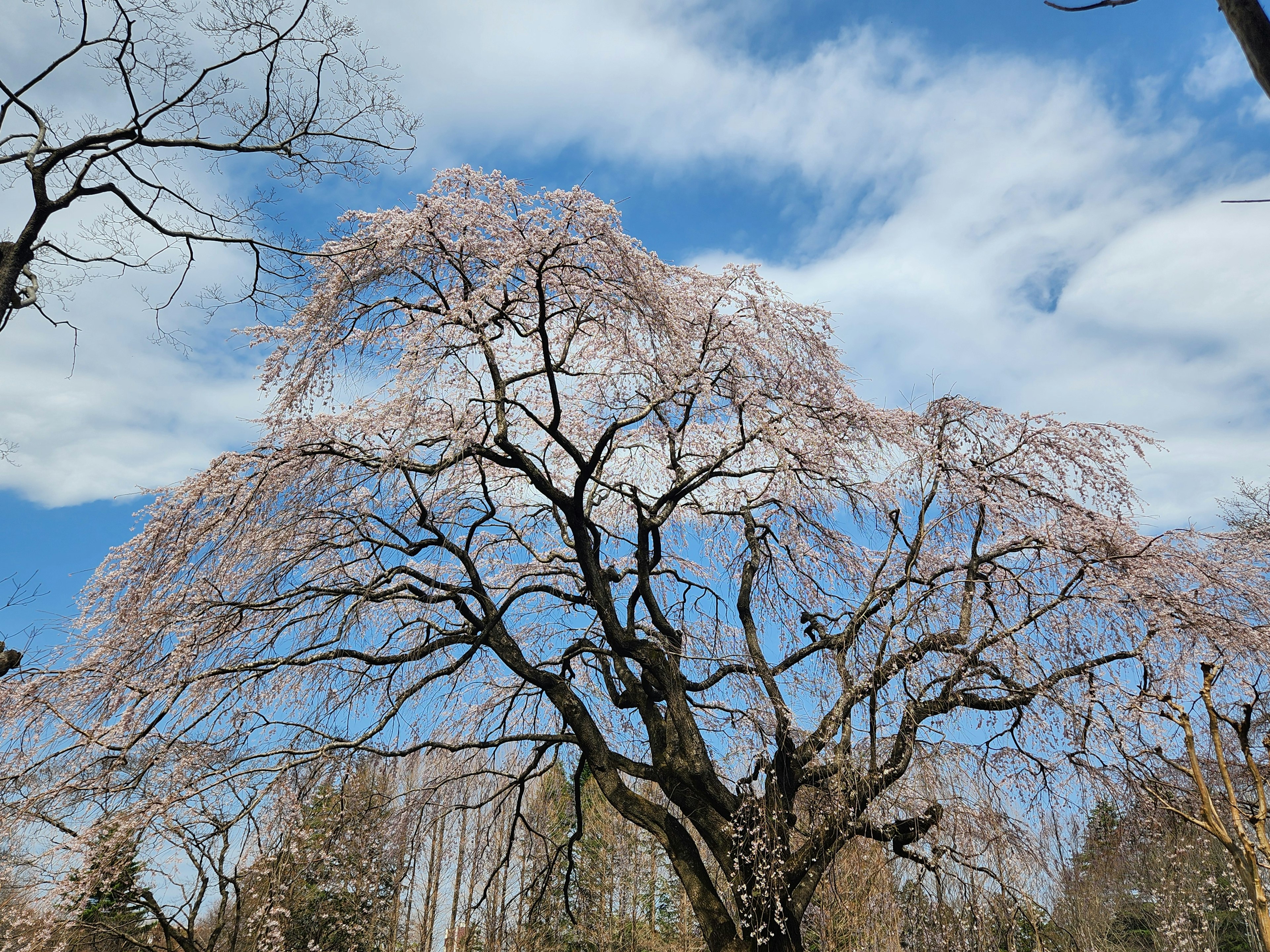 Weeping Cherry Tree in Blüte unter blauem Himmel