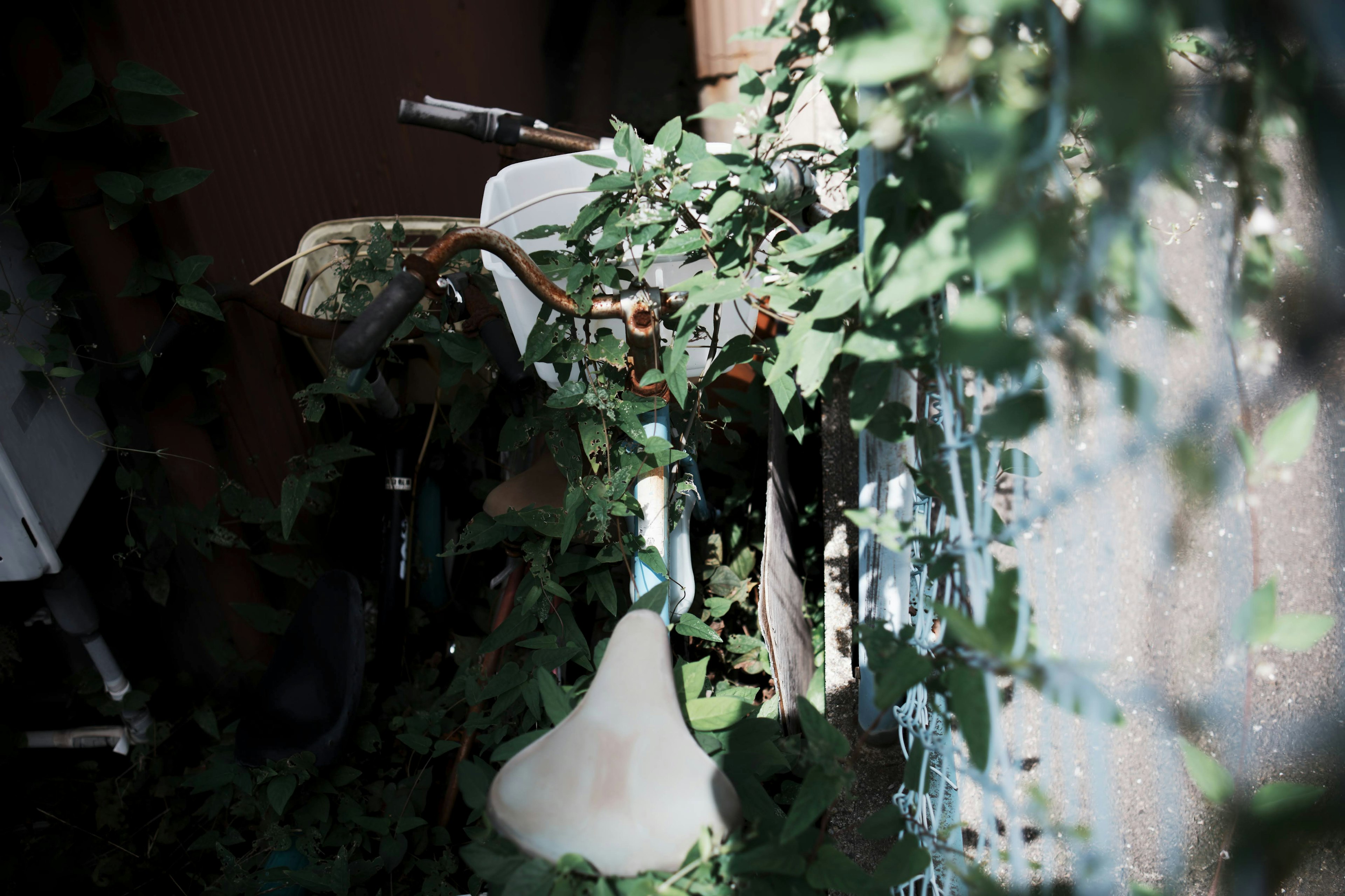 Old bicycle covered in ivy with a white lamp