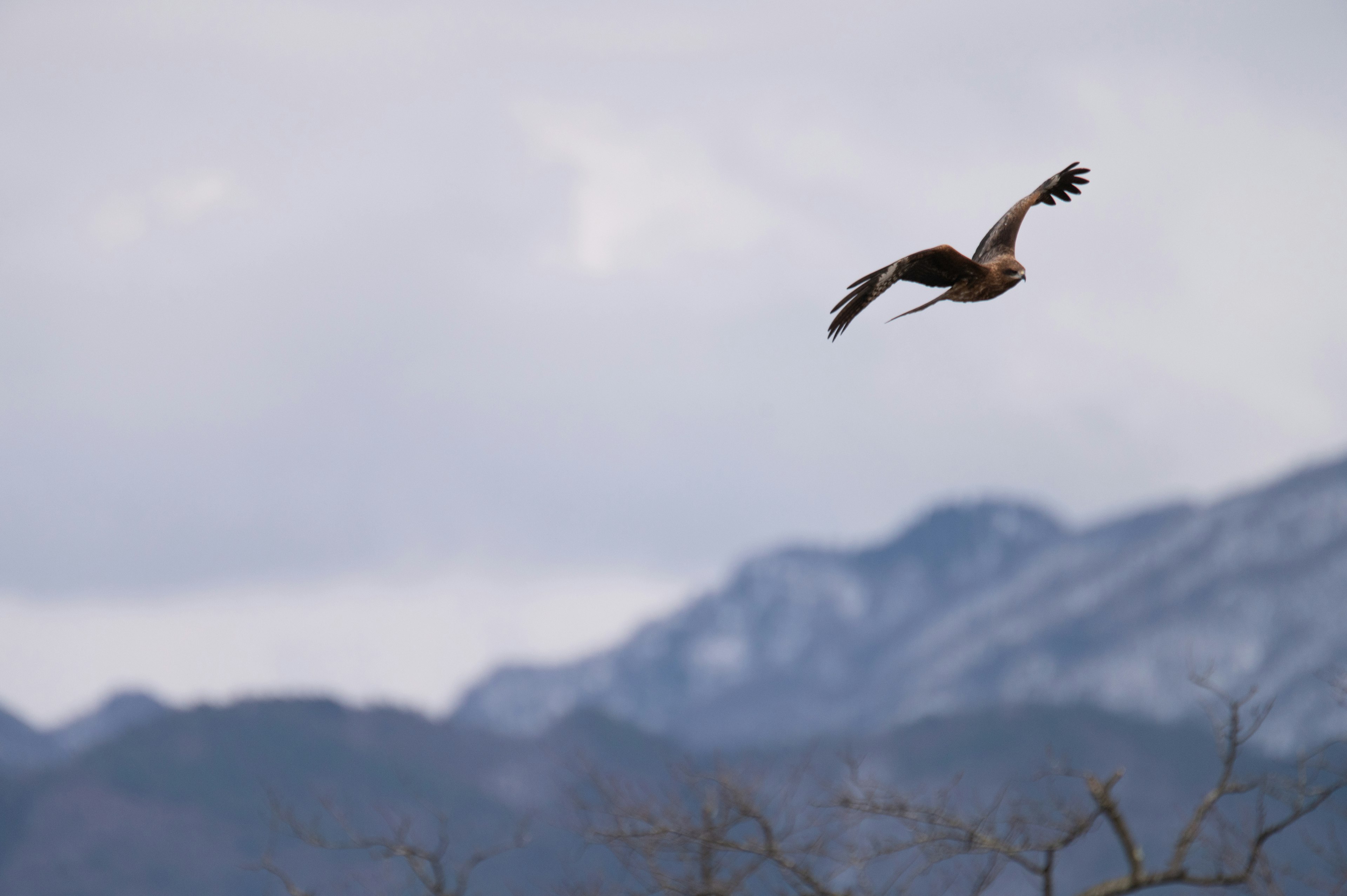 A hawk soaring above the mountains