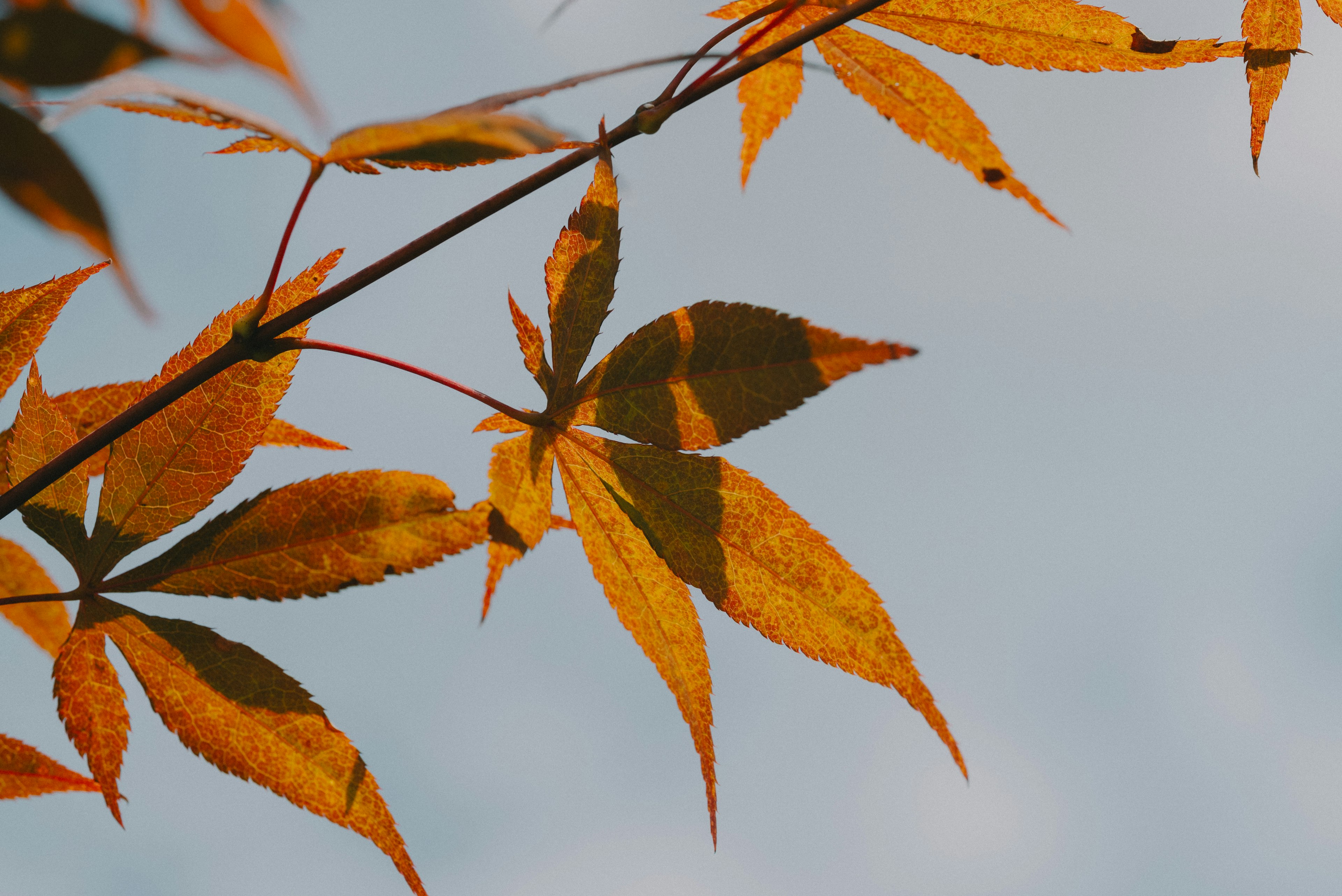 Zweig mit orangefarbenen Blättern vor einem sanften Himmel