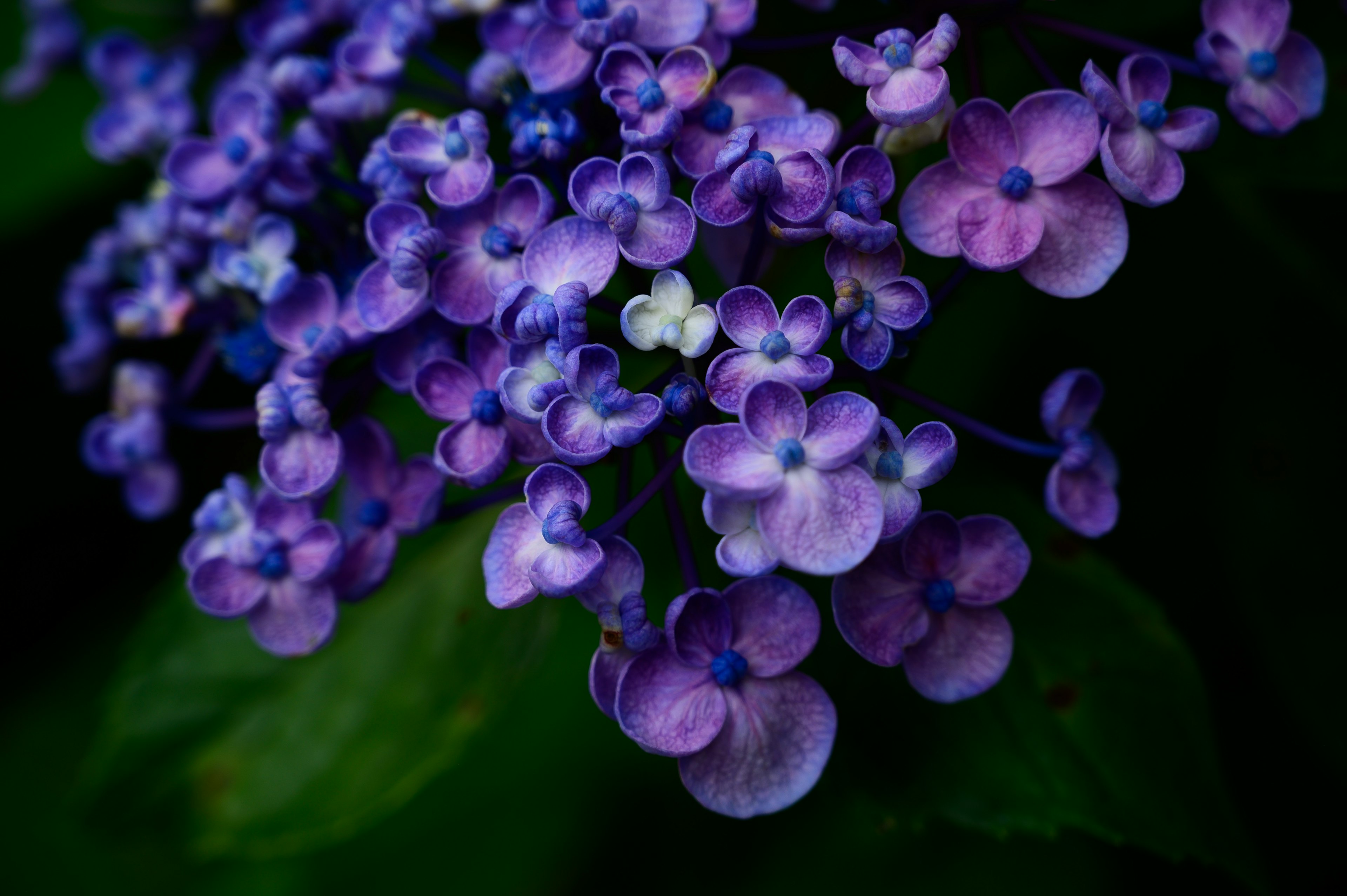 紫色の花が集まっている様子のクローズアップ